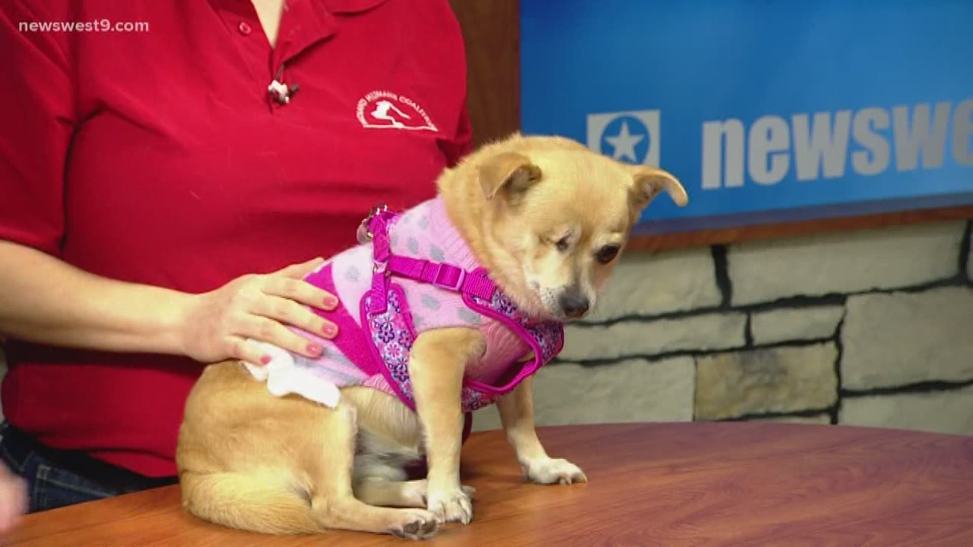 Meet Miss. Marge, our Pet of the Week courtesy of the Midland Humane Coalition!