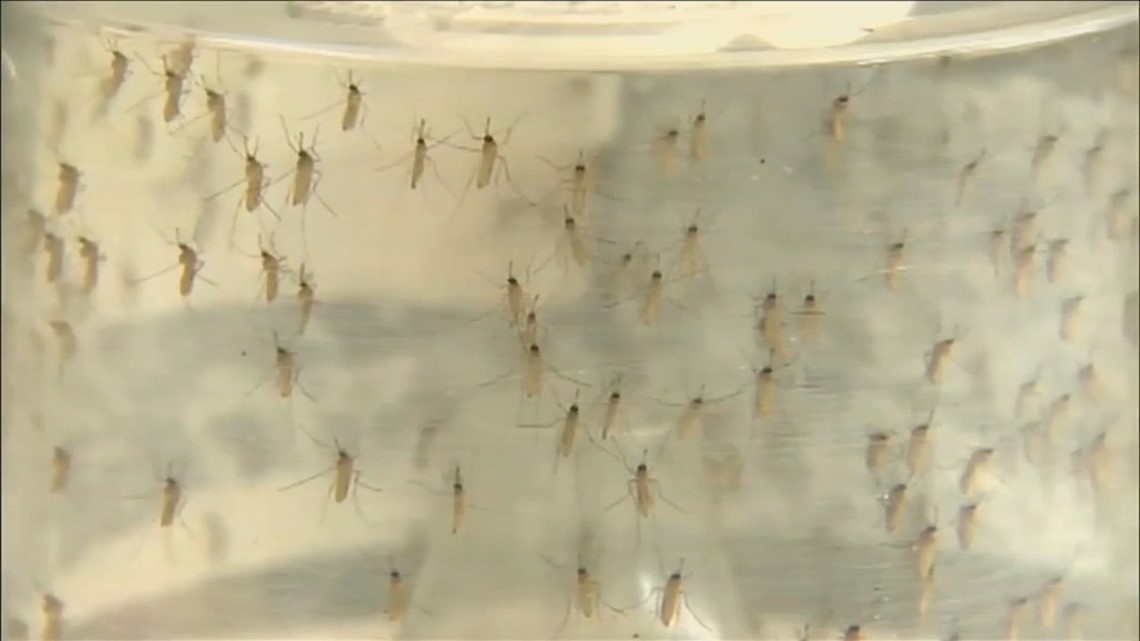 How to avoid mosquito bites with Midland mosquito population carrying the West Nile virus - Vimarsana News