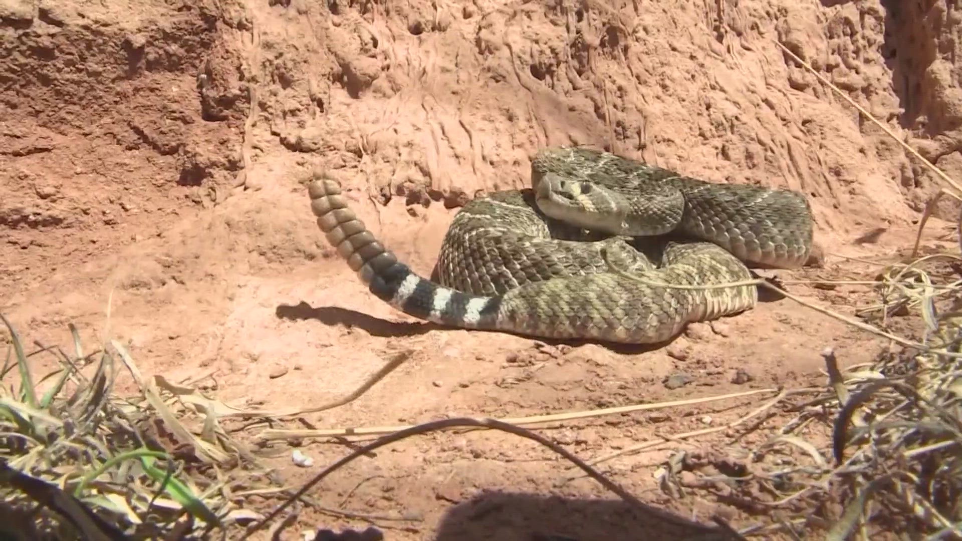 Rattlesnake season is right around the corner as summer approaches.