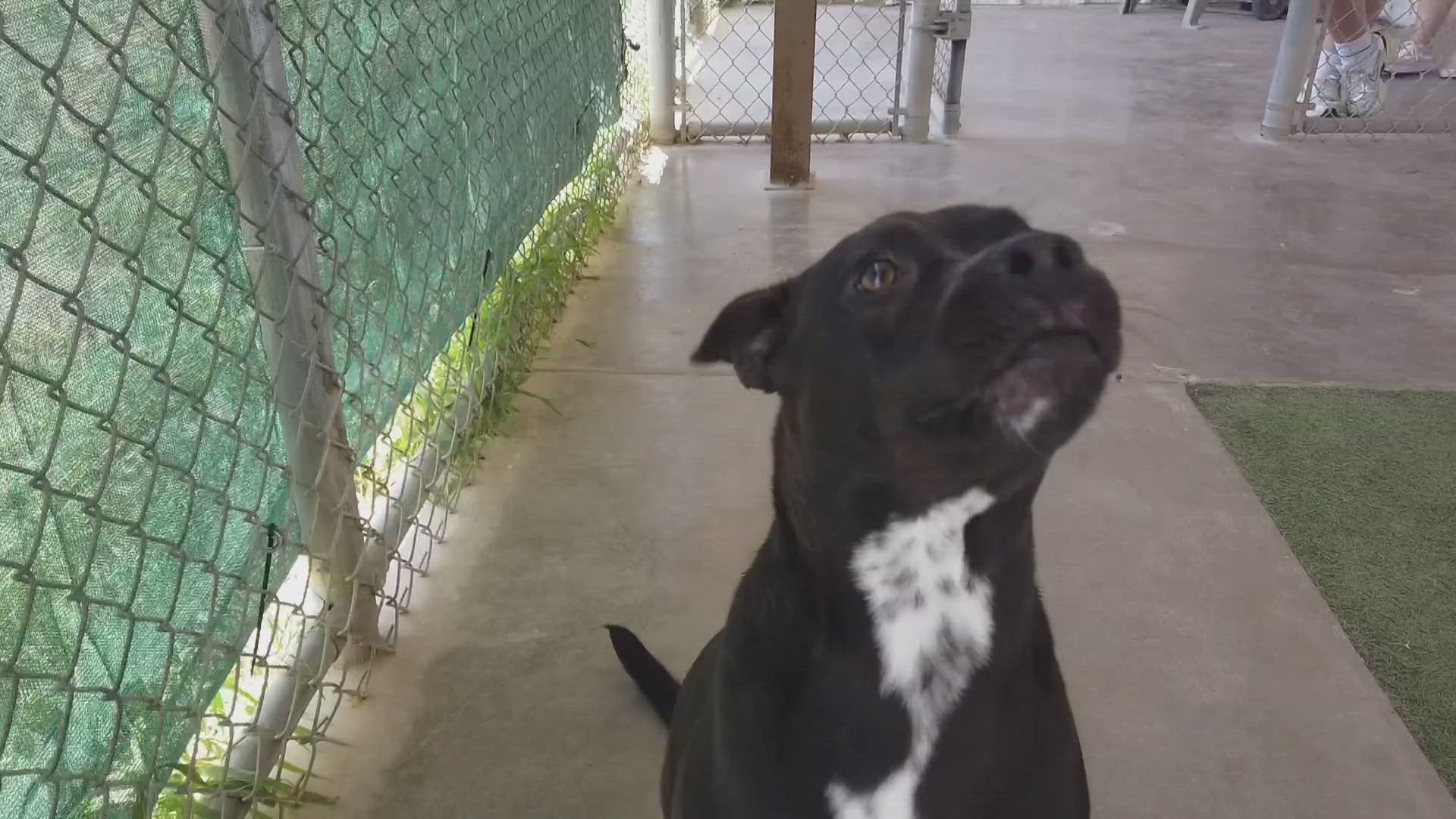 Willow is a one-year-old female Pitbull mix and is great with kids and even cats.