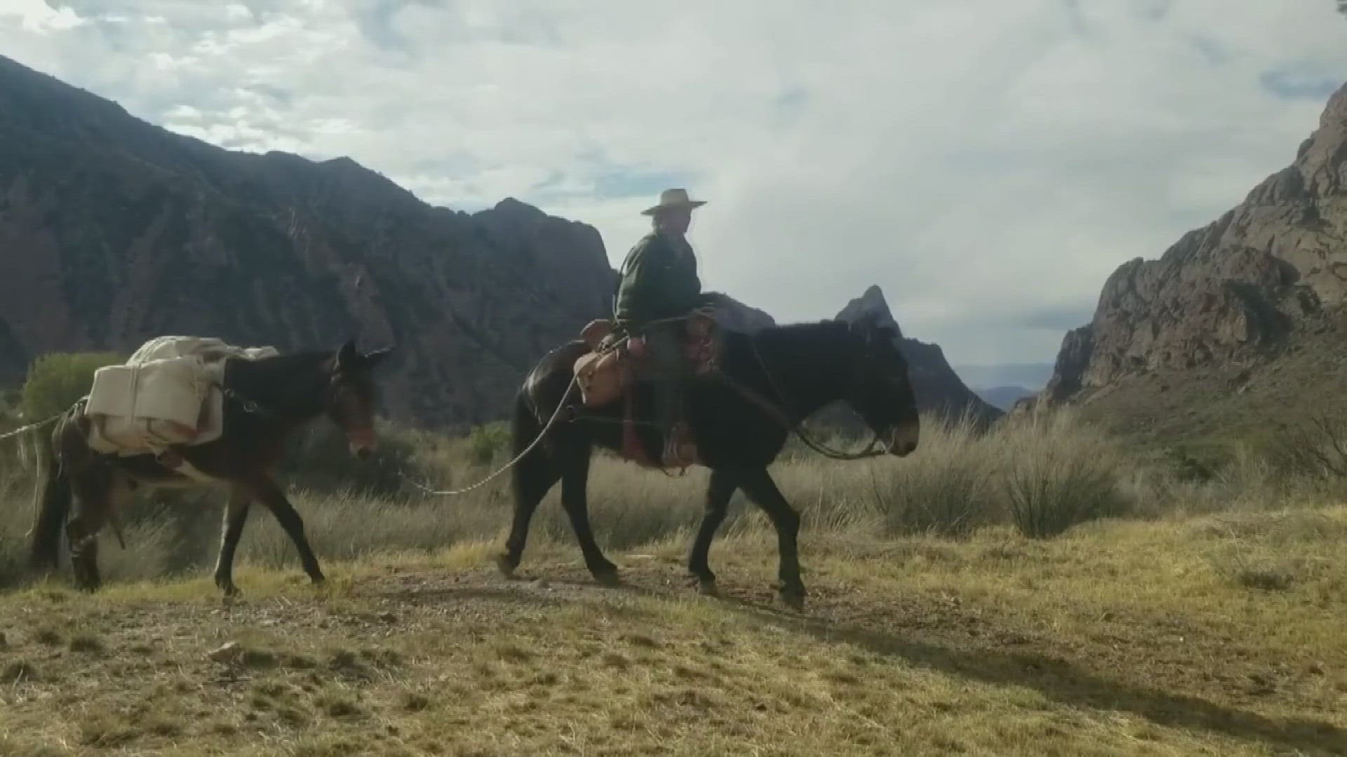 Henry and Cash, who had been there since 2009, will be enjoying their retirement at Fort Davis National Historic Site where they will be roaming the fort's grounds.