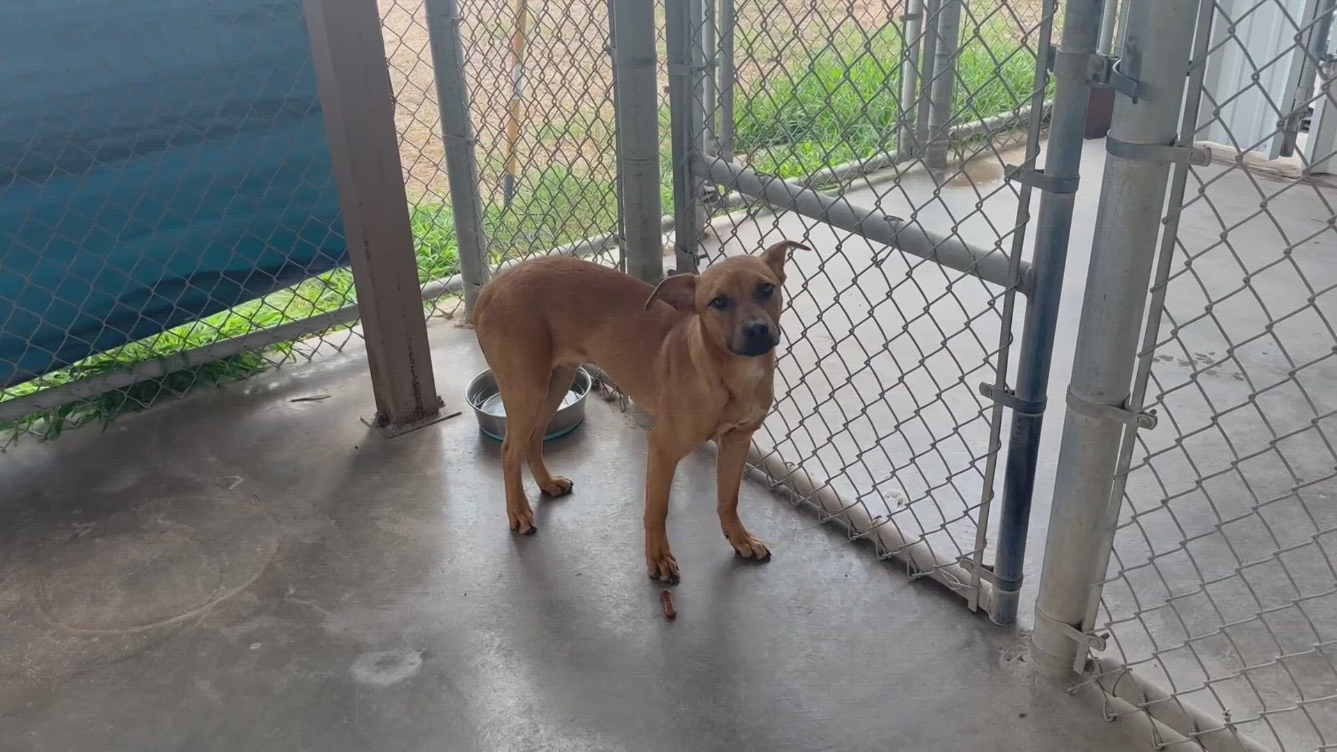 Floyd is a six-month-old male heeler mix who was rescued off a property in Ector County.