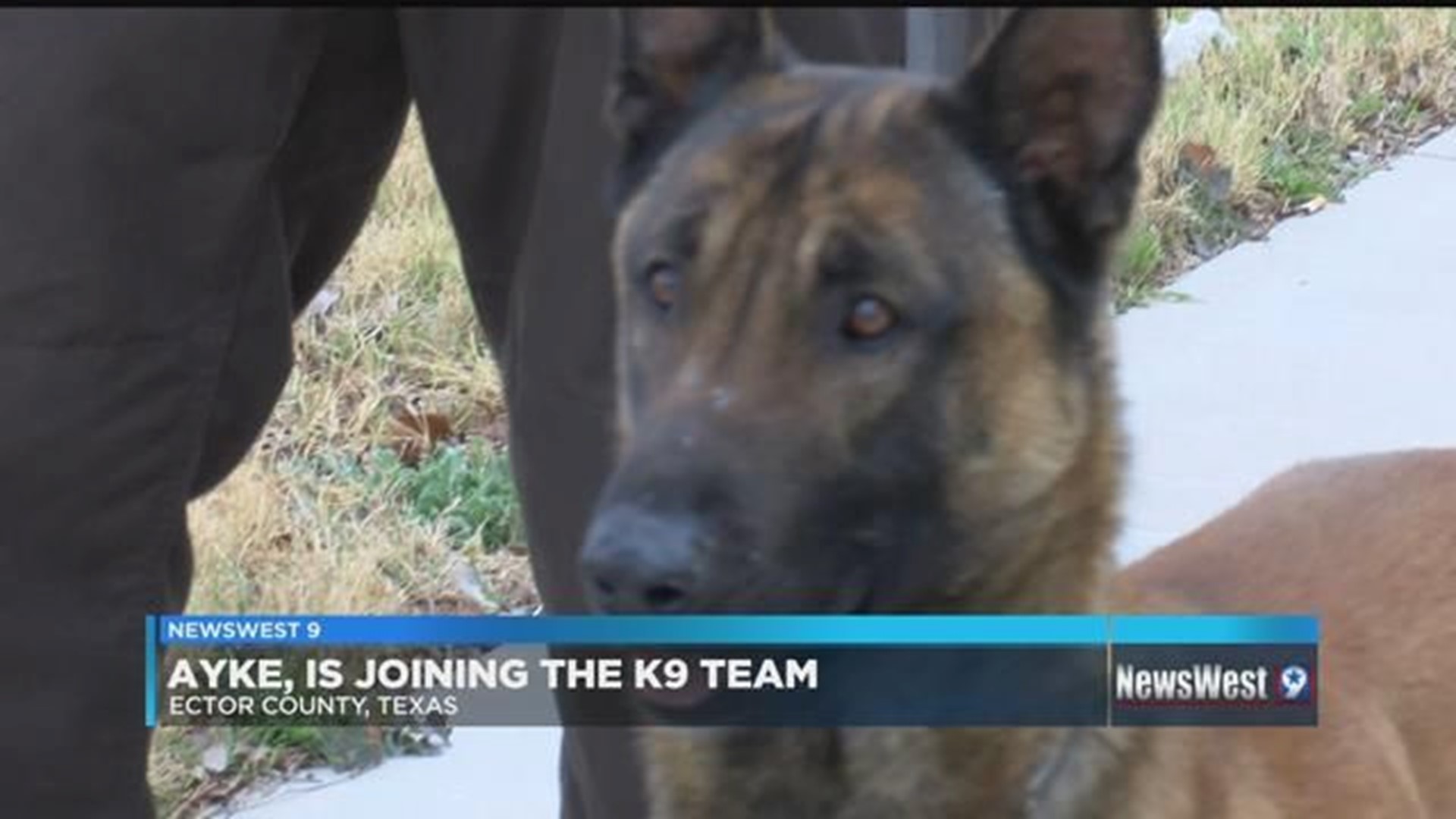 Ector Co. Sheriff's welcome new K9