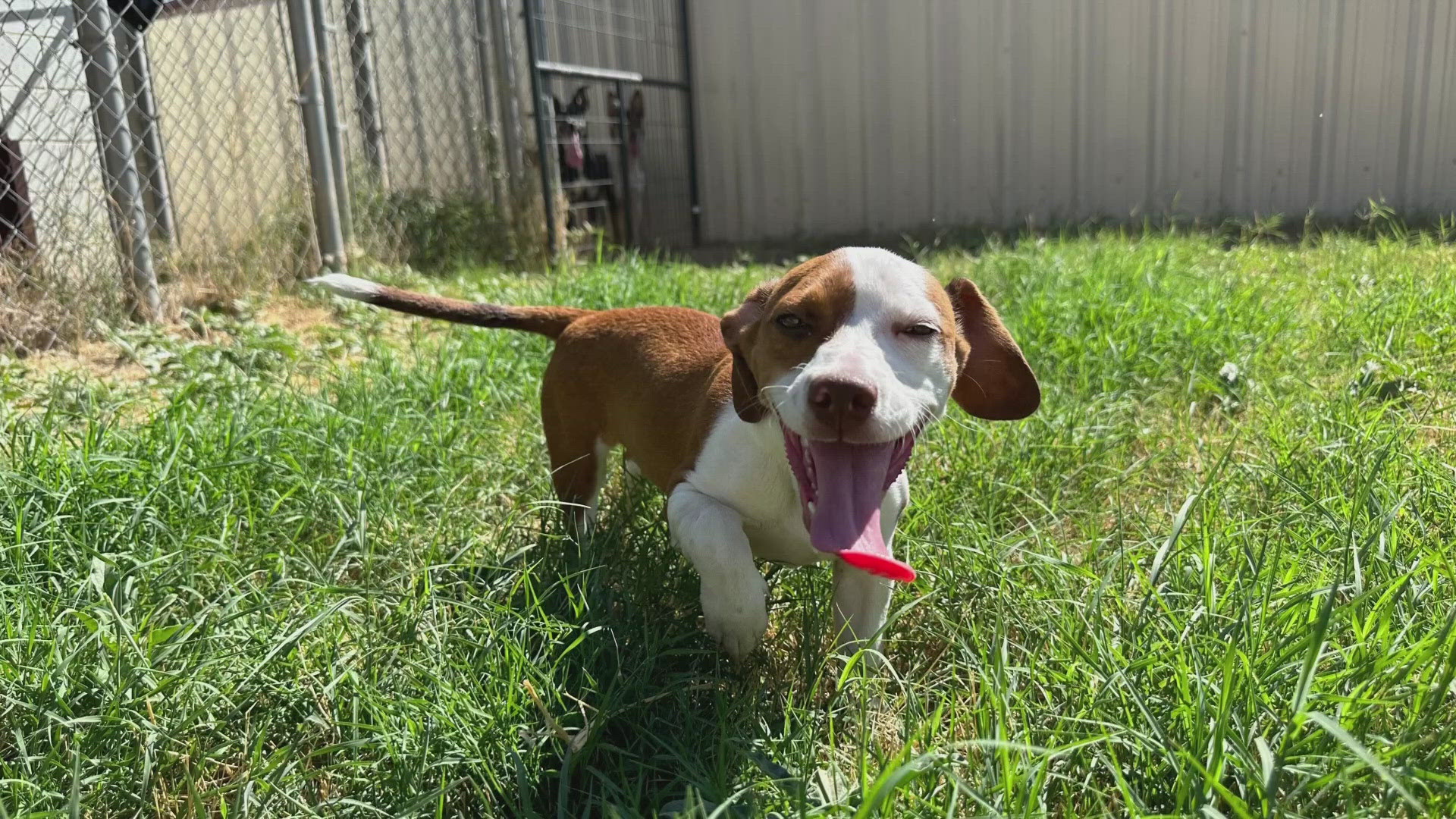 Flipsy is an adorable five-month-old Dachshund, Basset mix looking for a loving home.