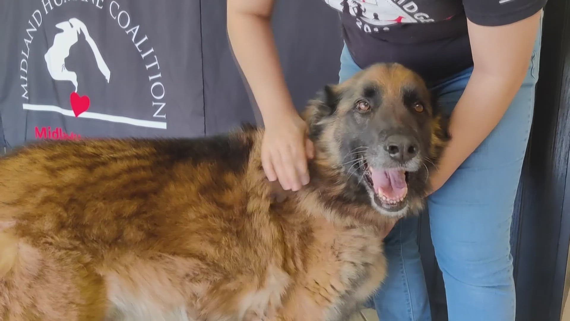 Taiko is rather large, about 70 pounds, with a long, thick coat that will need to be kept up with.