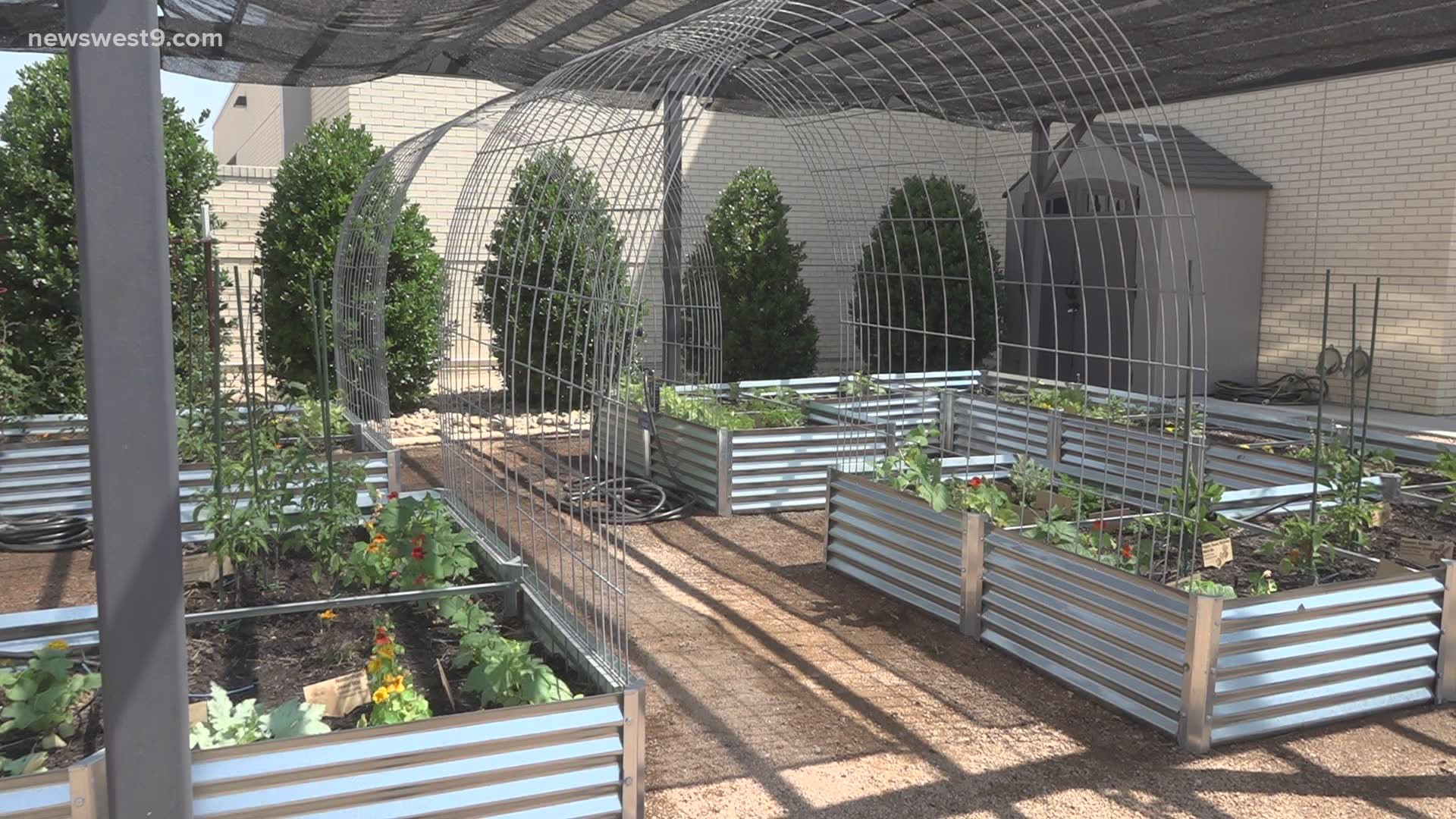 The Odessa College food pantry has expanded by adding a new garden on campus that is providing  students and staff with fresh produce all year long.