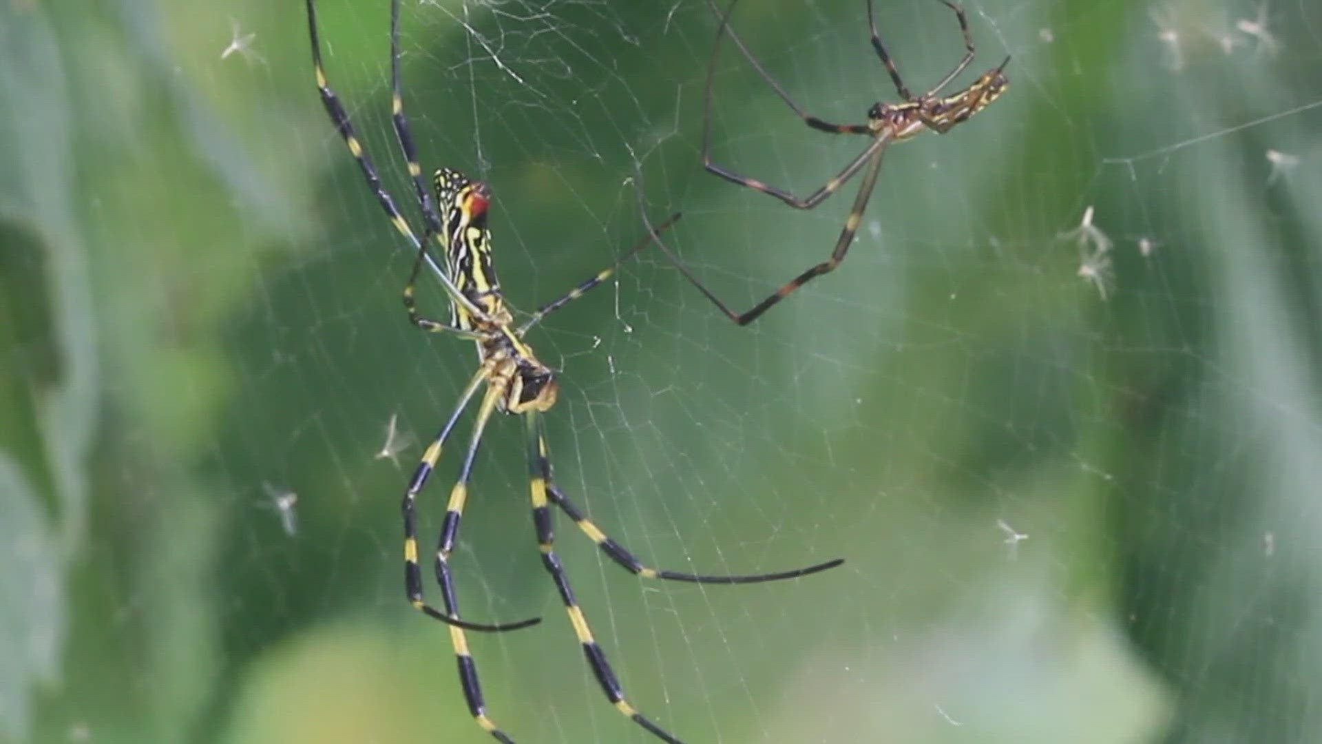 Sibley Nature Center museum scientist explained why we've been seeing spider silk all over the place as of late.