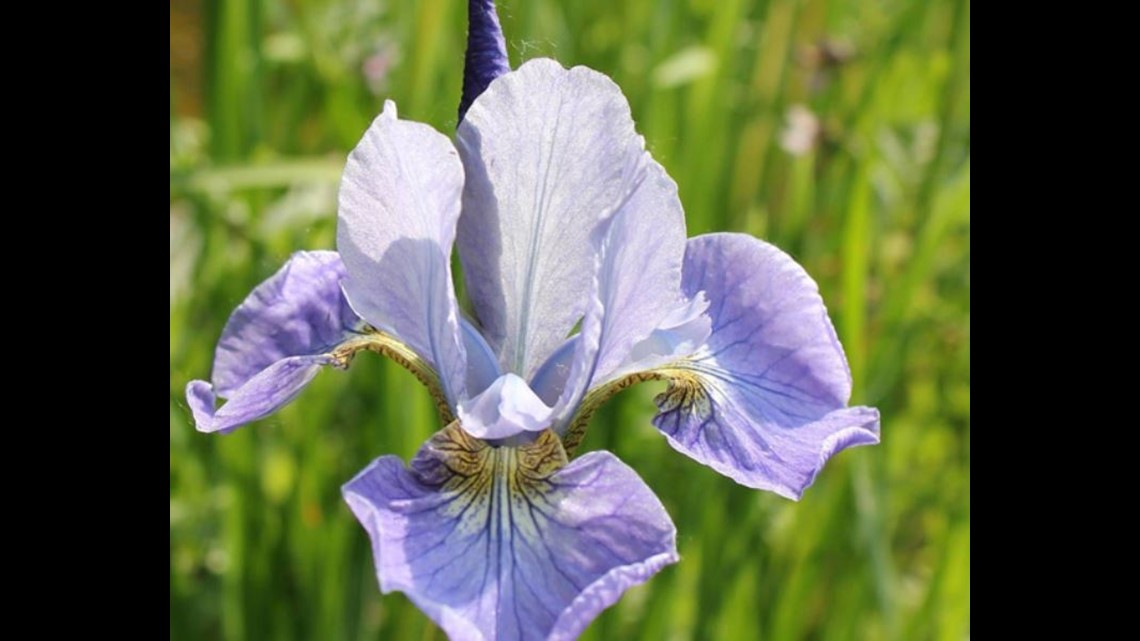 Hundreds of colorful flowers come to the 41st Annual West Texas Iris