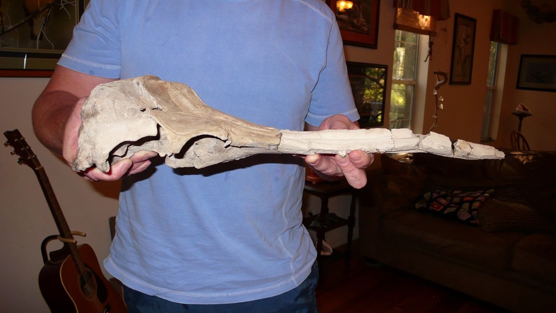 Newly-discovered whale genus named after West Texas paleontologist ...