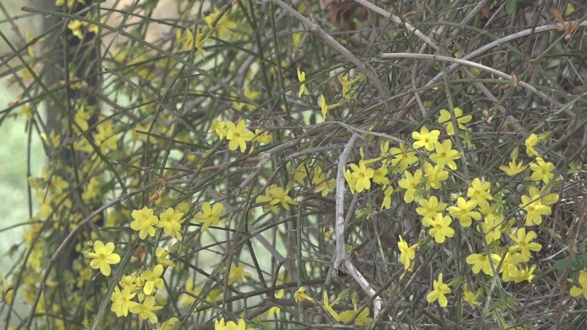 What are the effects of an early spring on nature in West Texas