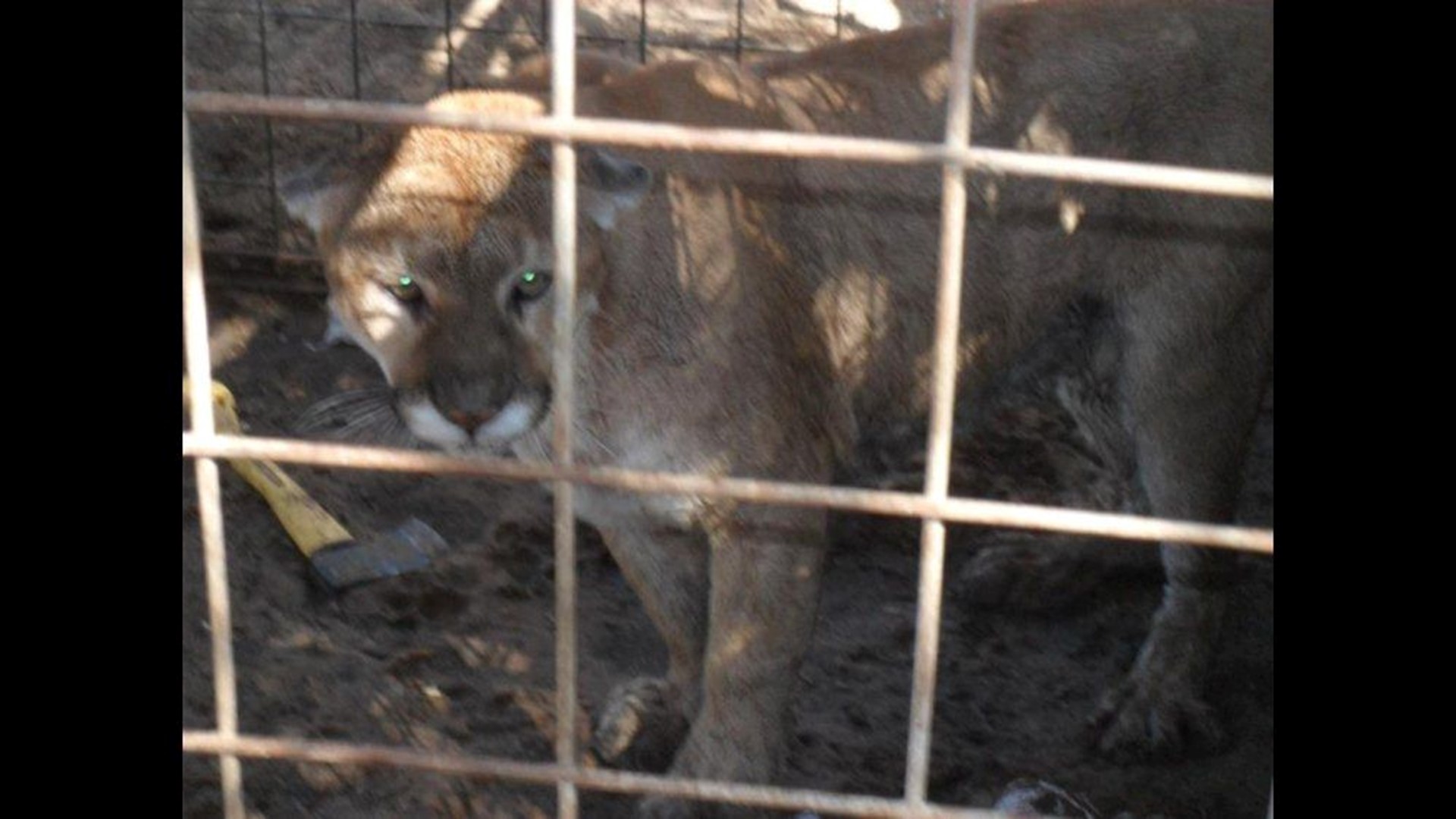 Is it Safe to Keep a Mountain Lion as a Pet?