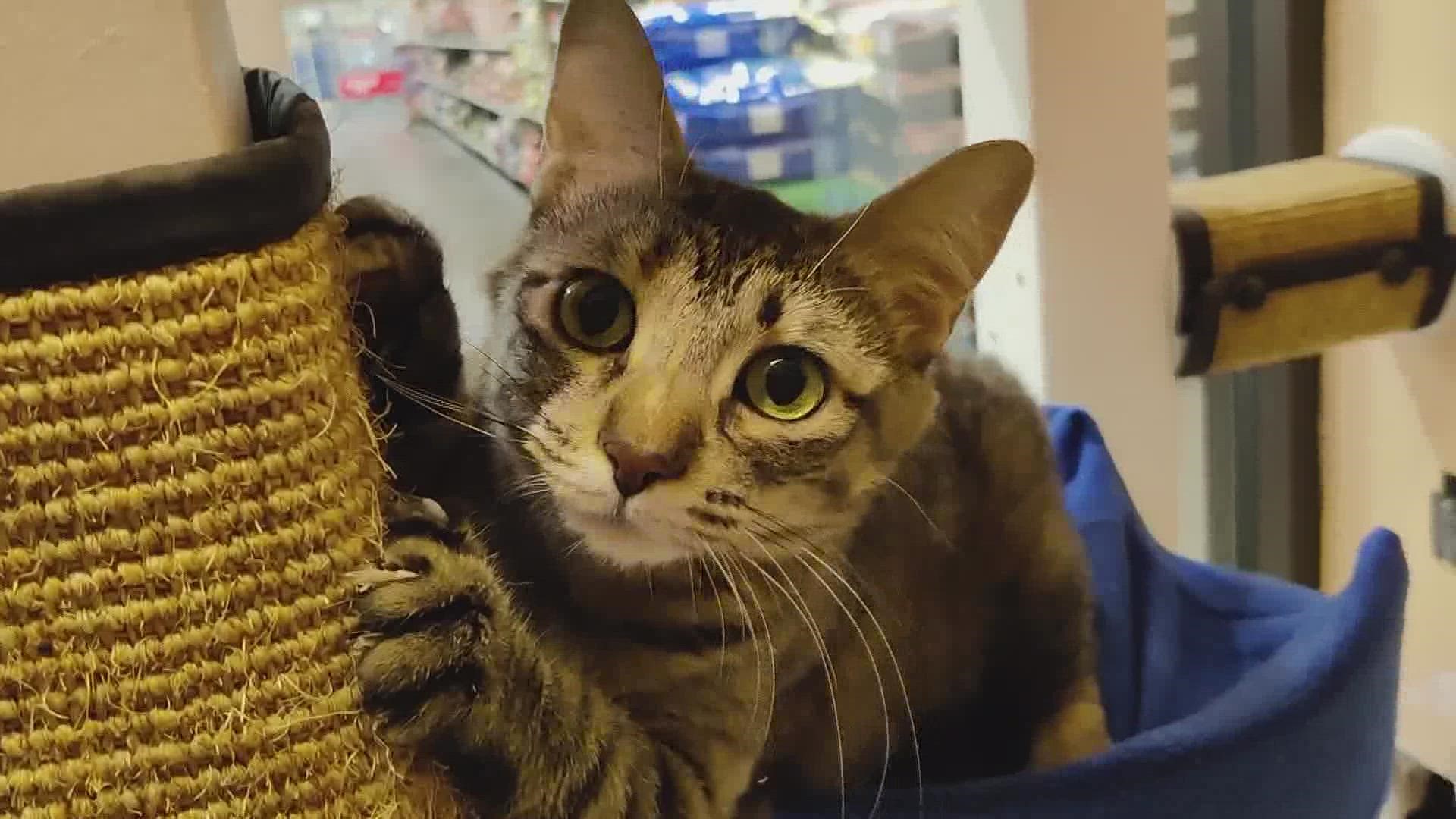 Olive is a sweet girl who will run up to you and ask for pets when you call her name.
