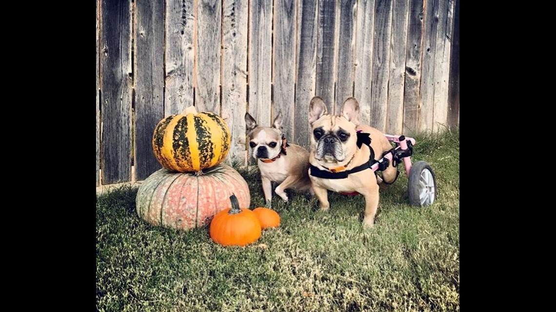Lubbock dog in wheelchair wins worldwide pet calendar contest |  newswest9.com