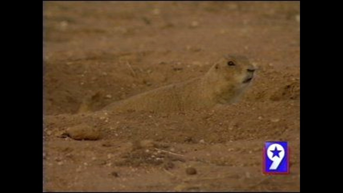 why are prairie dogs endangered