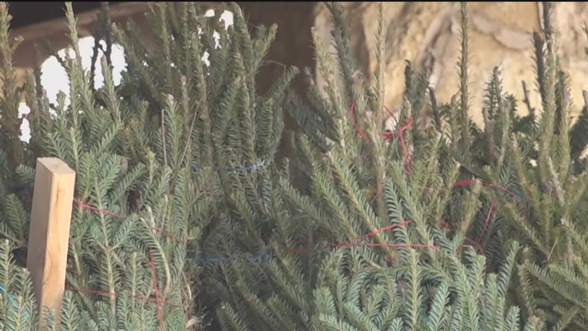 Where can I recycle my Christmas tree?