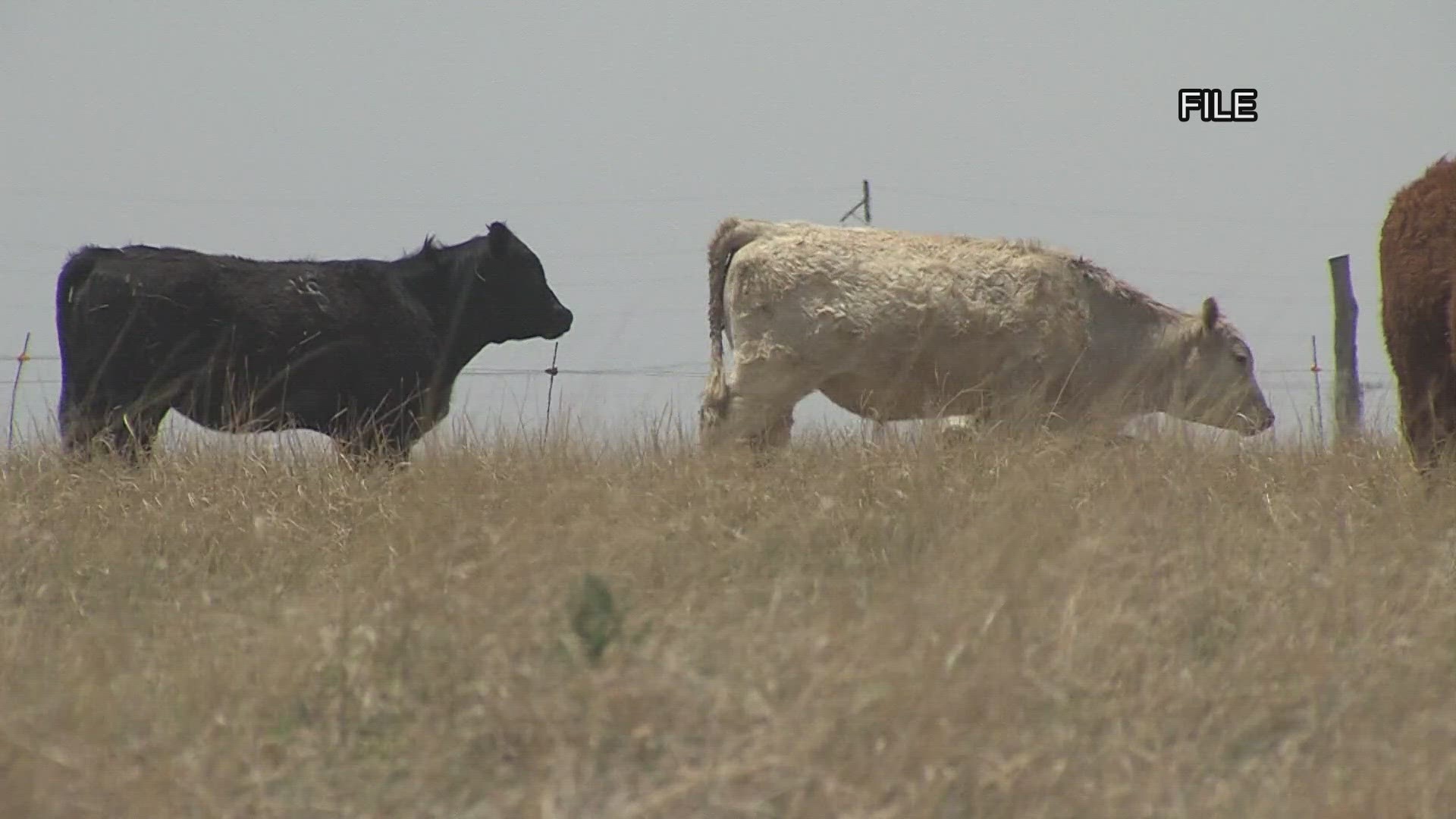 Fires across the Panhandle have ruined grasslands that cattle use for grazing.