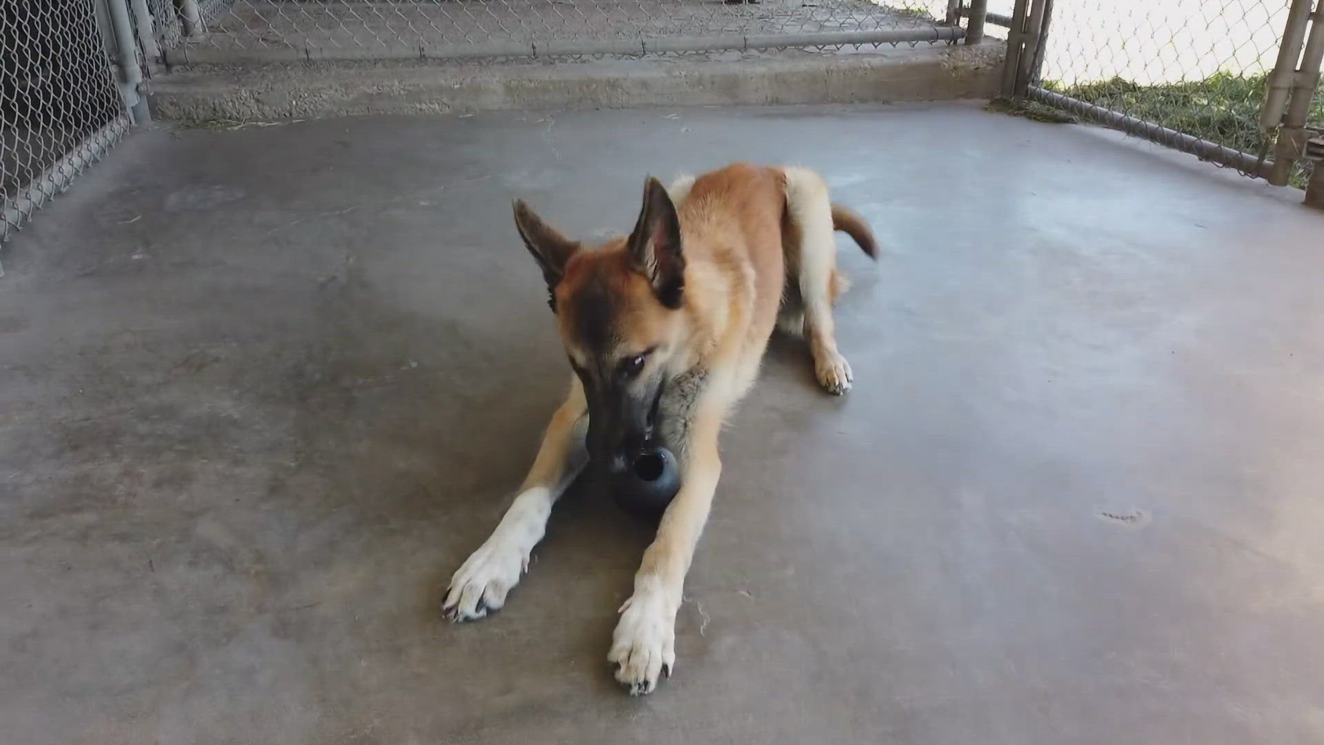 Rover is a fun and loving one-year-old shepherd mix looking for his new home.