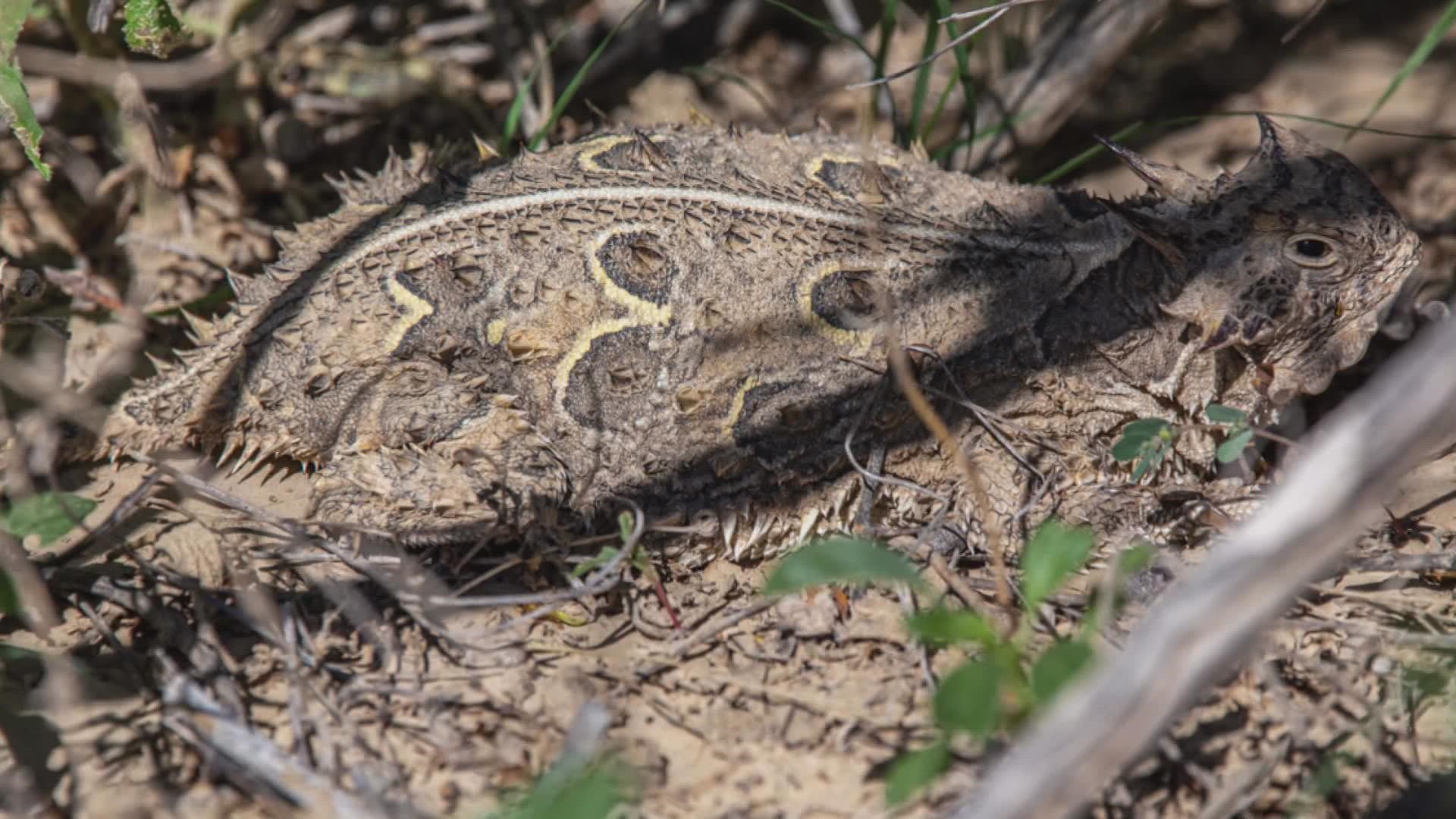 Improving the Horned Lizard population throughout the state involves eliminating this common pest.