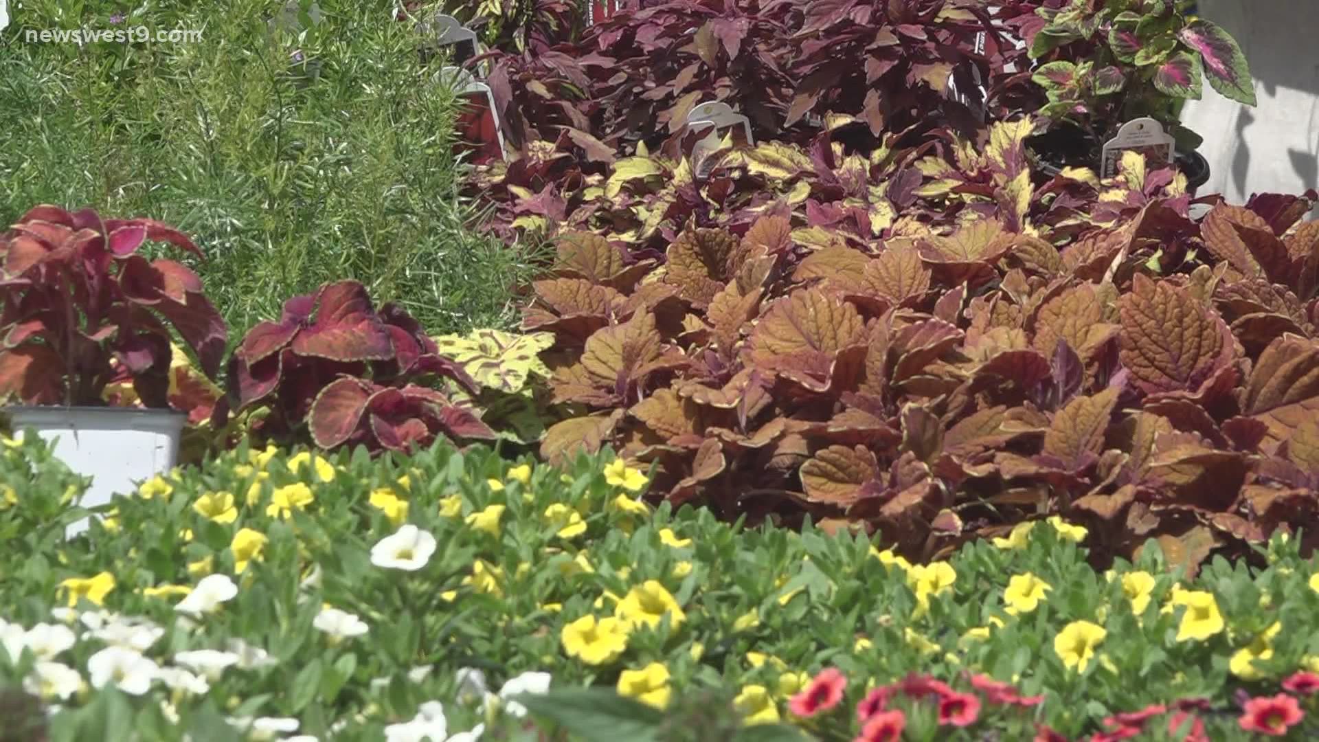 Plant owners and nature experts are expressing what plant life will be looking like this Spring after cold temperatures affected all sorts of plants.