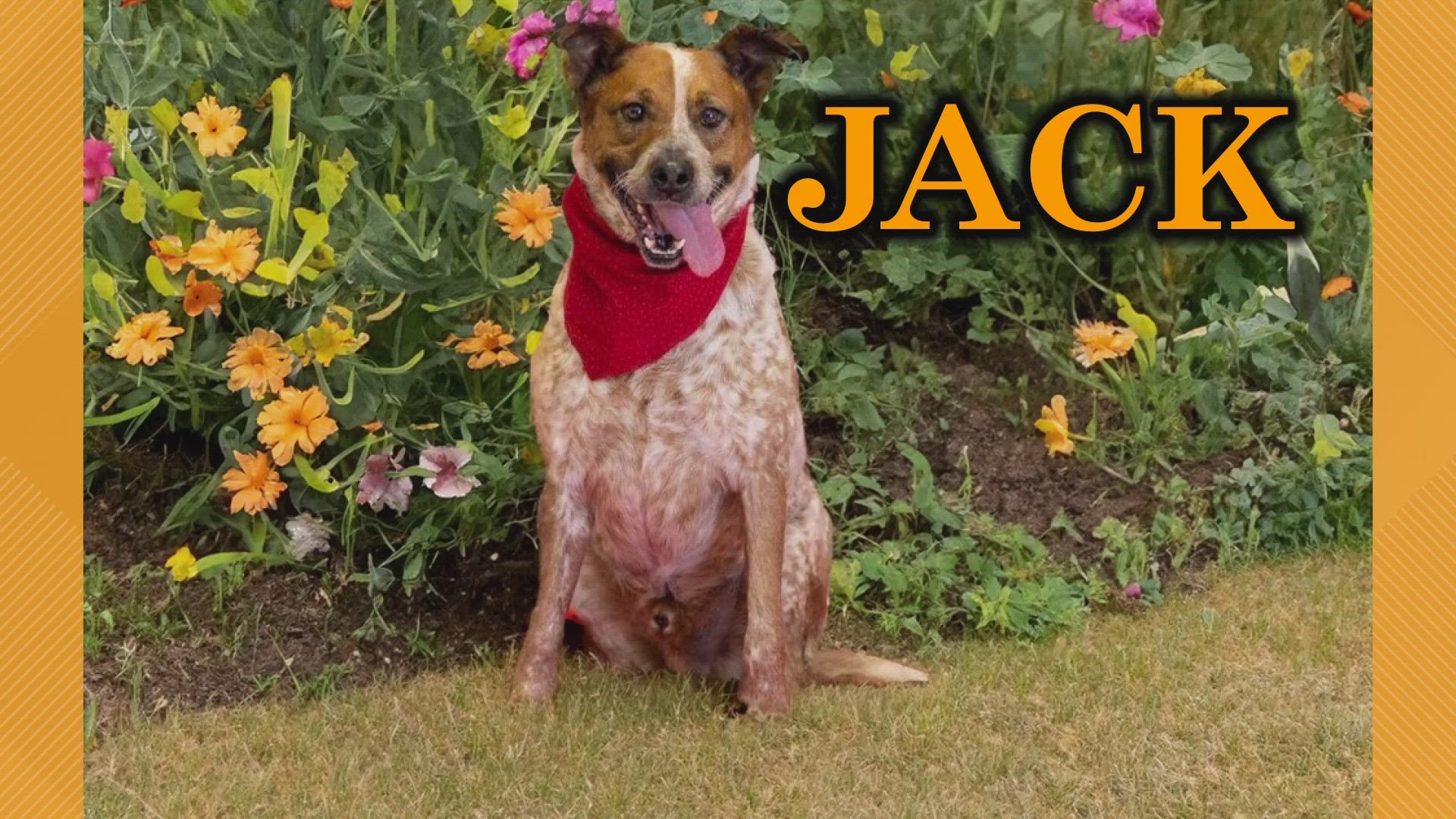 If you love a dog that gives the best hugs and is a great travel buddy, then Jack is the pet for your family.