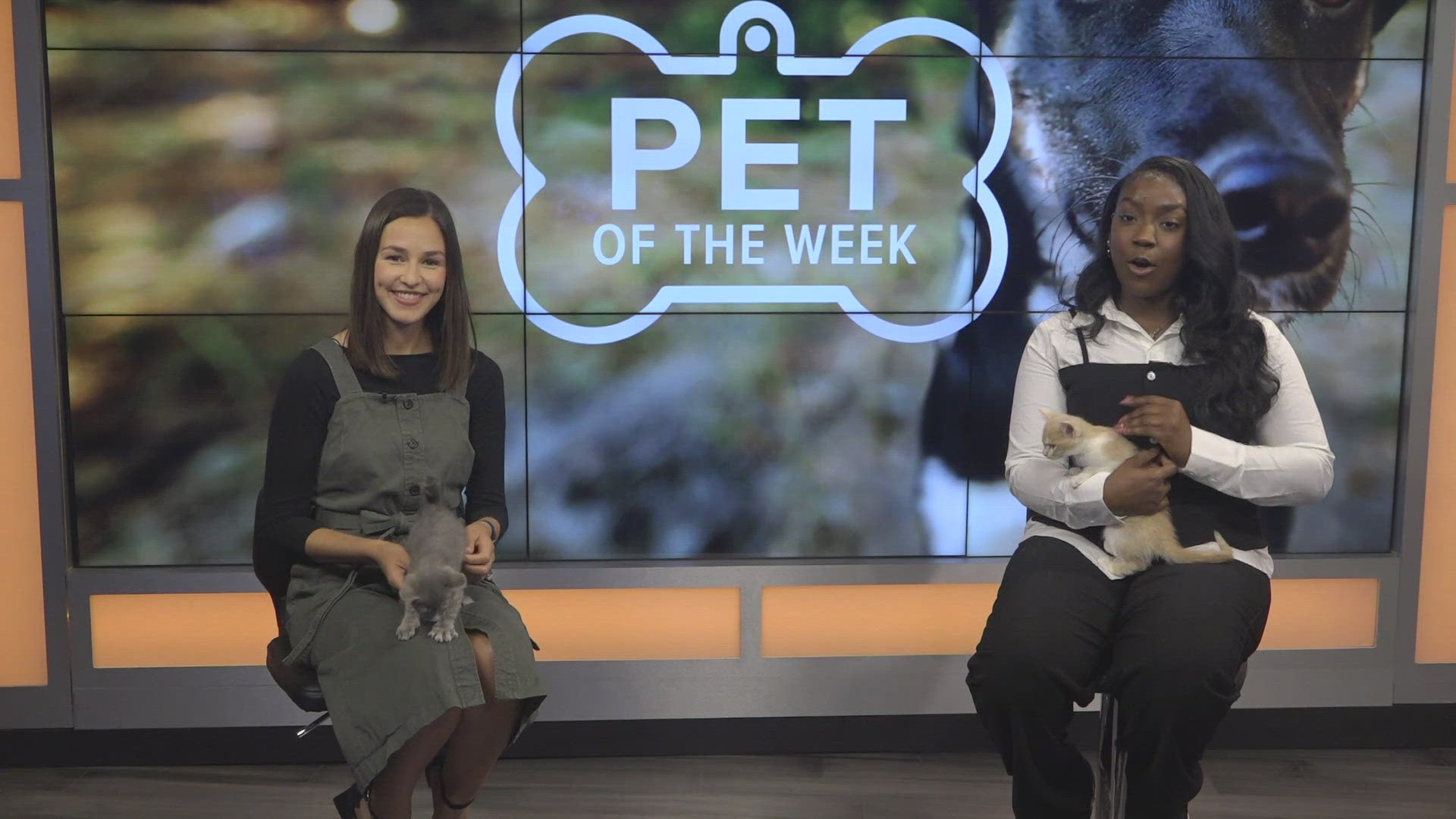 Meet Rolly Adopt Kittens Rolly and Missoula from Grand Companions | newswest9.com