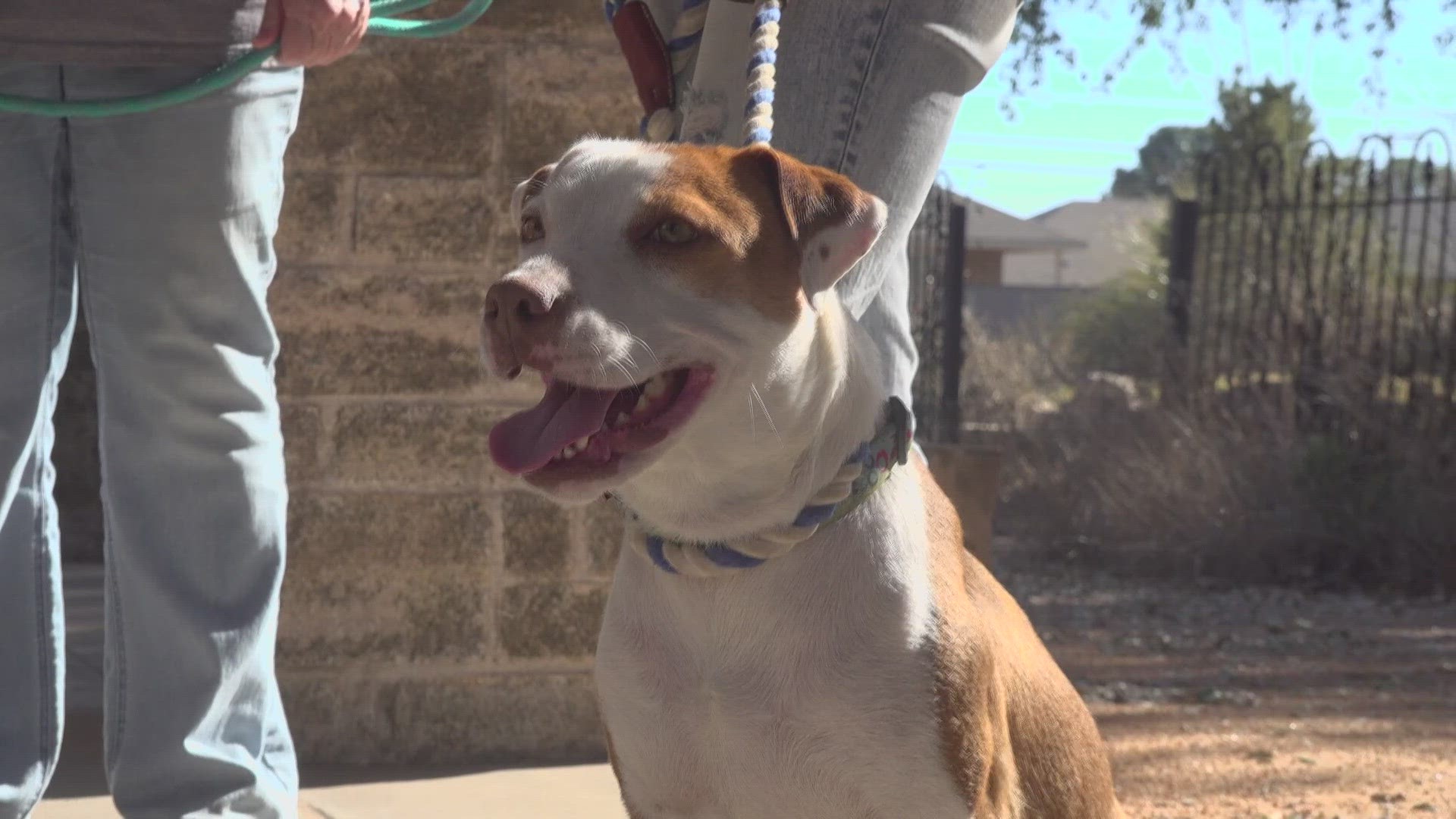 Many animal shelters in West Texas are at full-capacity. Sassys Dogs Rescue is one of the organizations that's helping dogs find forever homes in other states.