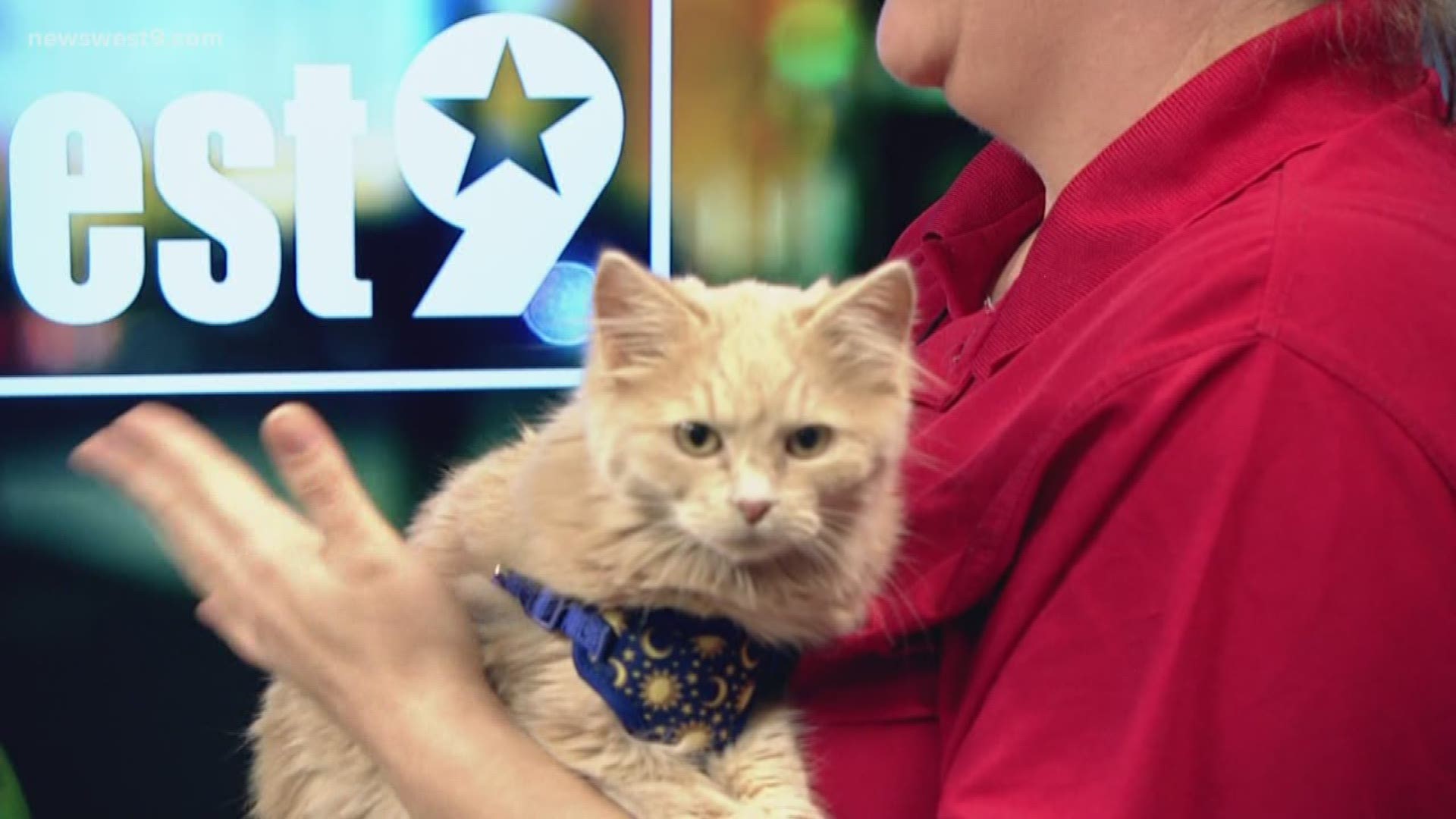 Meet Cream Puff, our Pet of the Week courtesy of the Midland Humane Coalition!