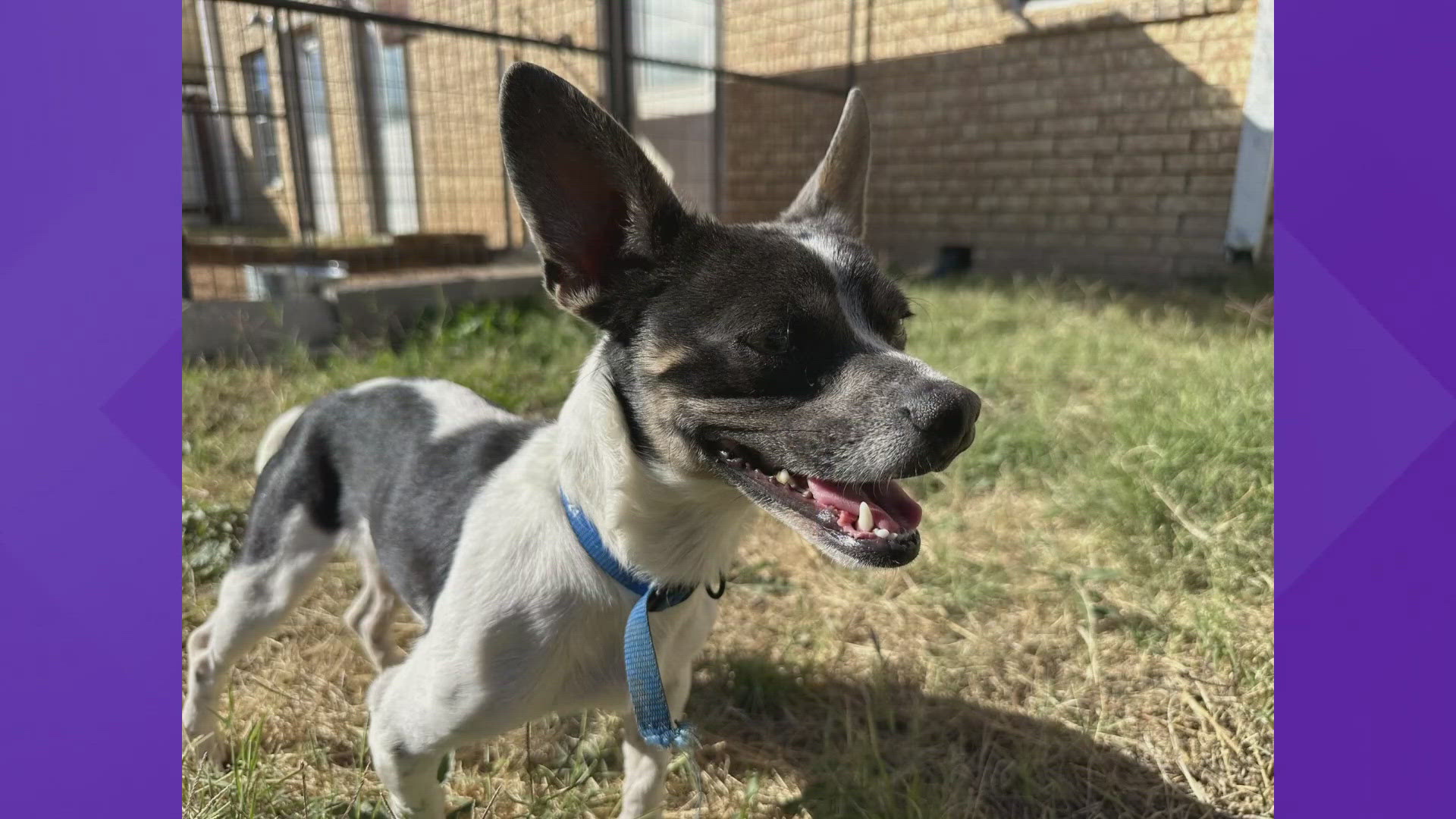 Teddy is a two-year-old Chihuahua/Terrier mix, only weighing 12 lbs. Teddy is looking for his forever home.