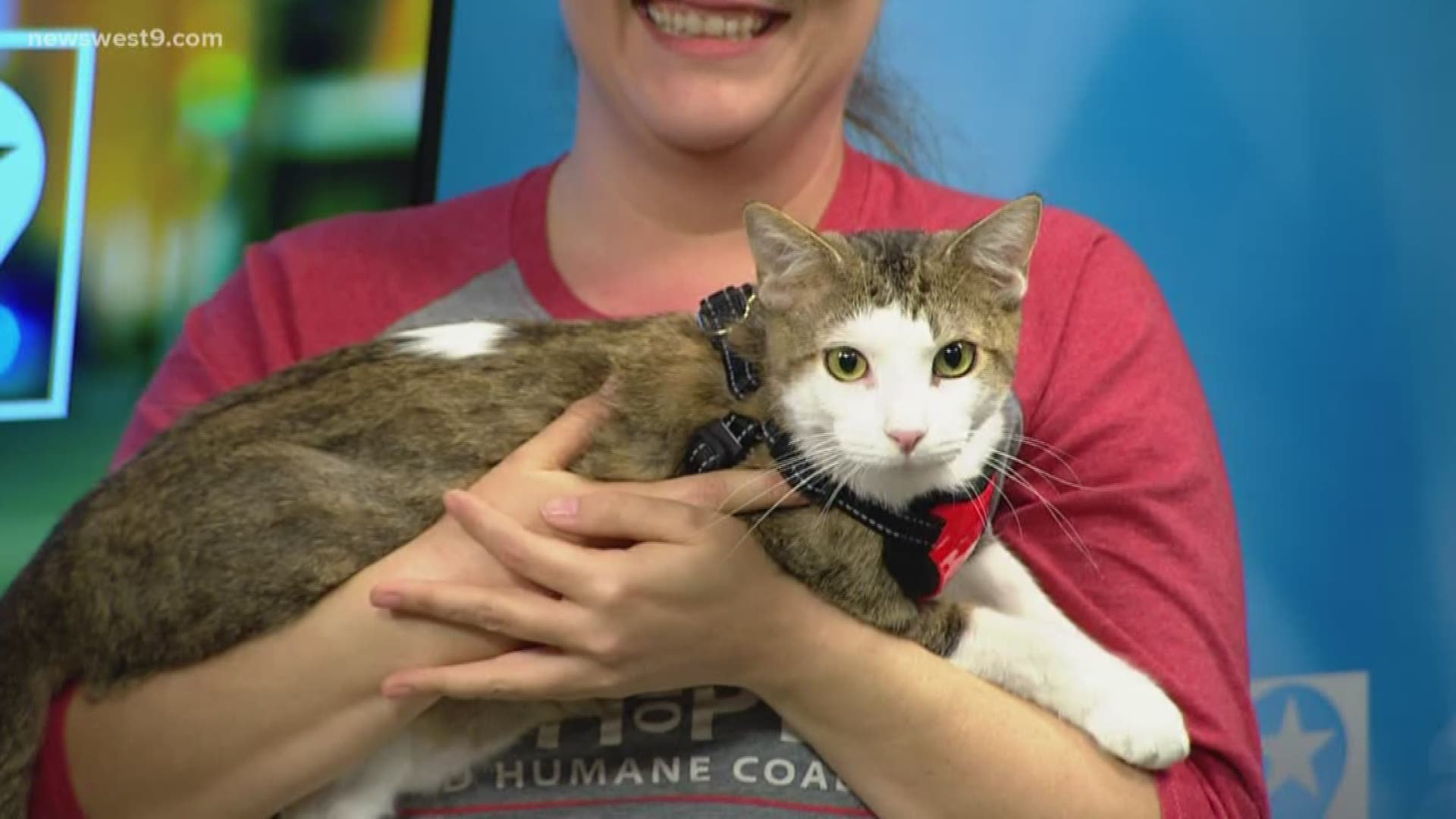 Meet Caspurr, our Pet of the Week courtesy of the Midland Humane Coalition.