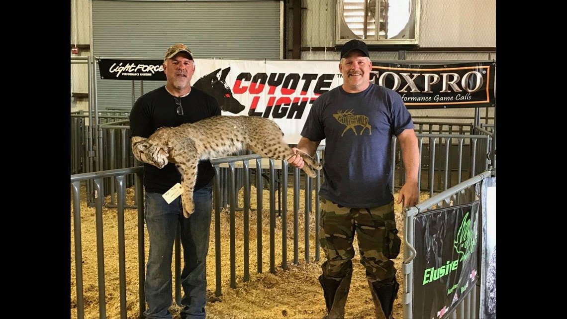 West Texas Big Bobcat Contest attracting hundreds, does more than focus