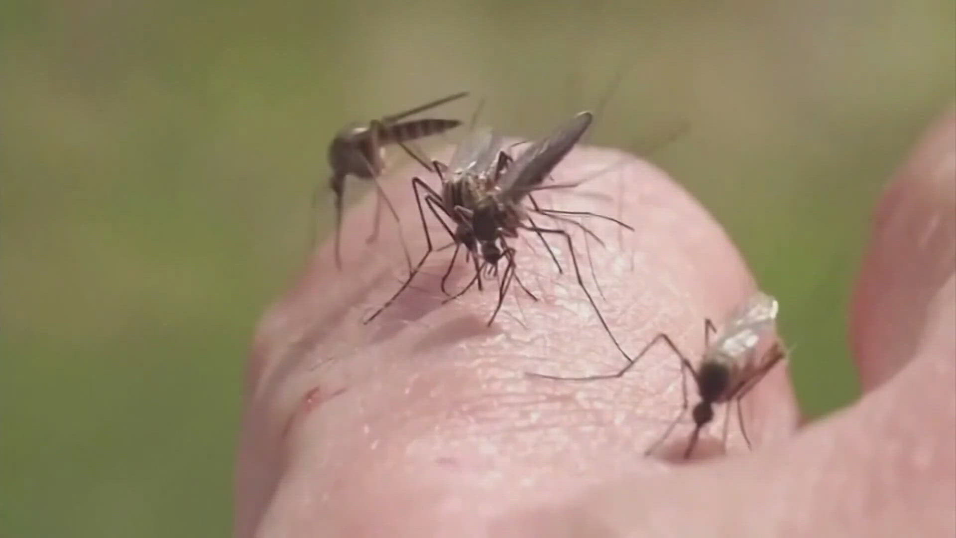 City health officials detect virus-carrying mosquitoes in Midland County