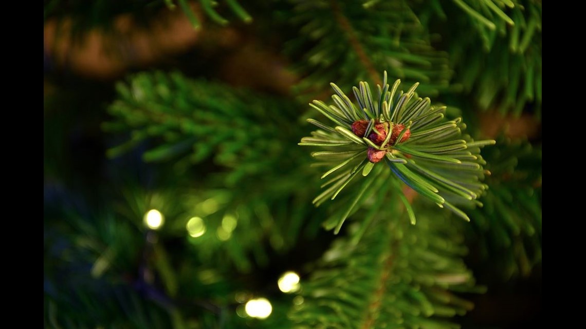 City of Midland offers dropoff locations for live Christmas trees