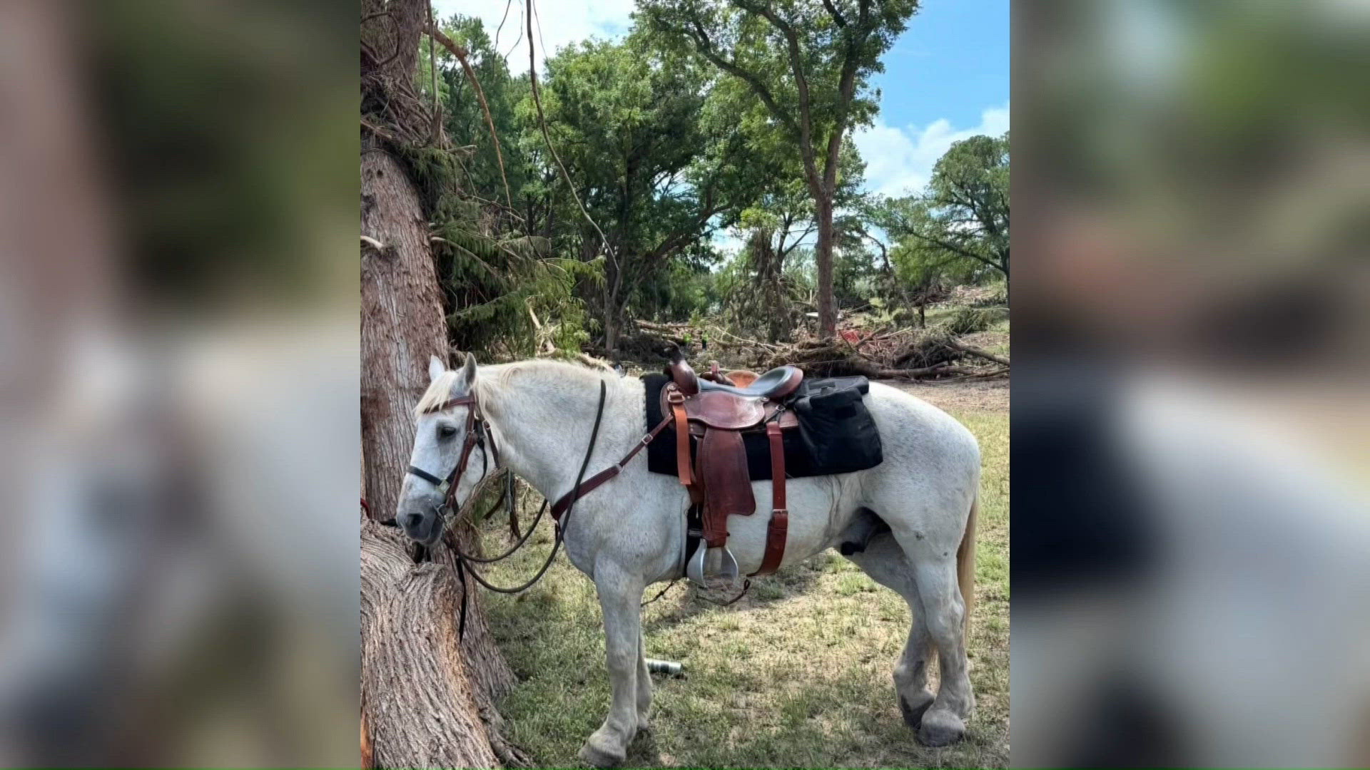Beloved ECISD PD horse, Maximus, has passed away after battle with ...
