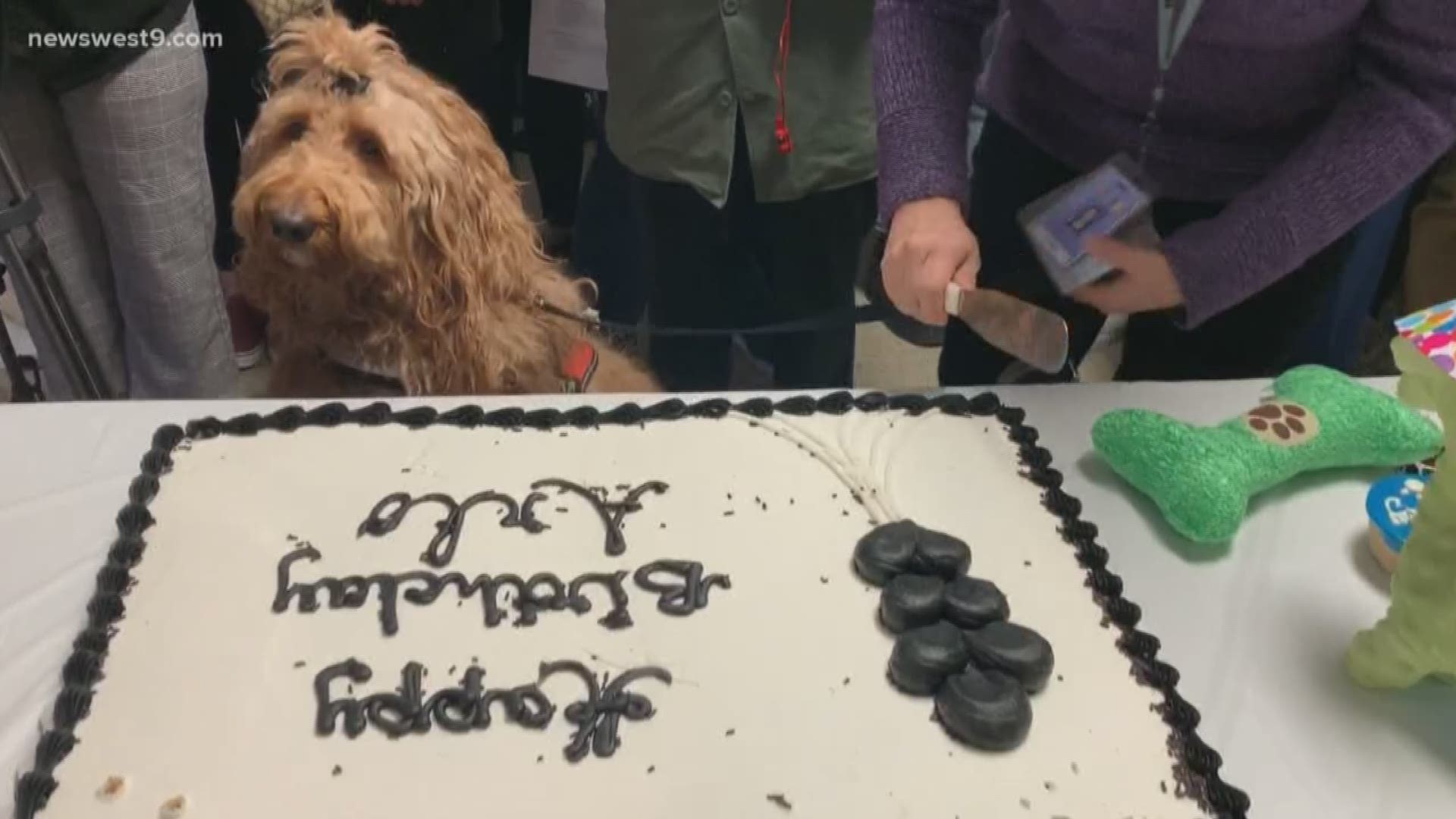Permian High School's therapy dog, Arlo celebrated his birthday with treats for both humans and fur friends.