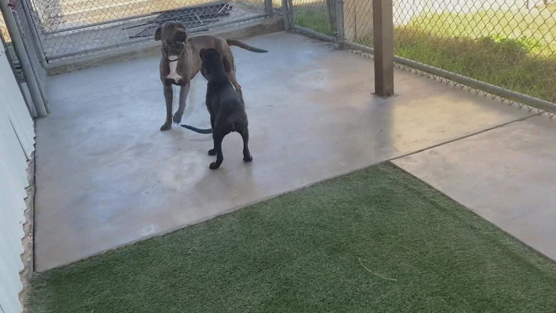 Meet Art and Picasso, NewsWest 9's Pets of the Week - Vimarsana News