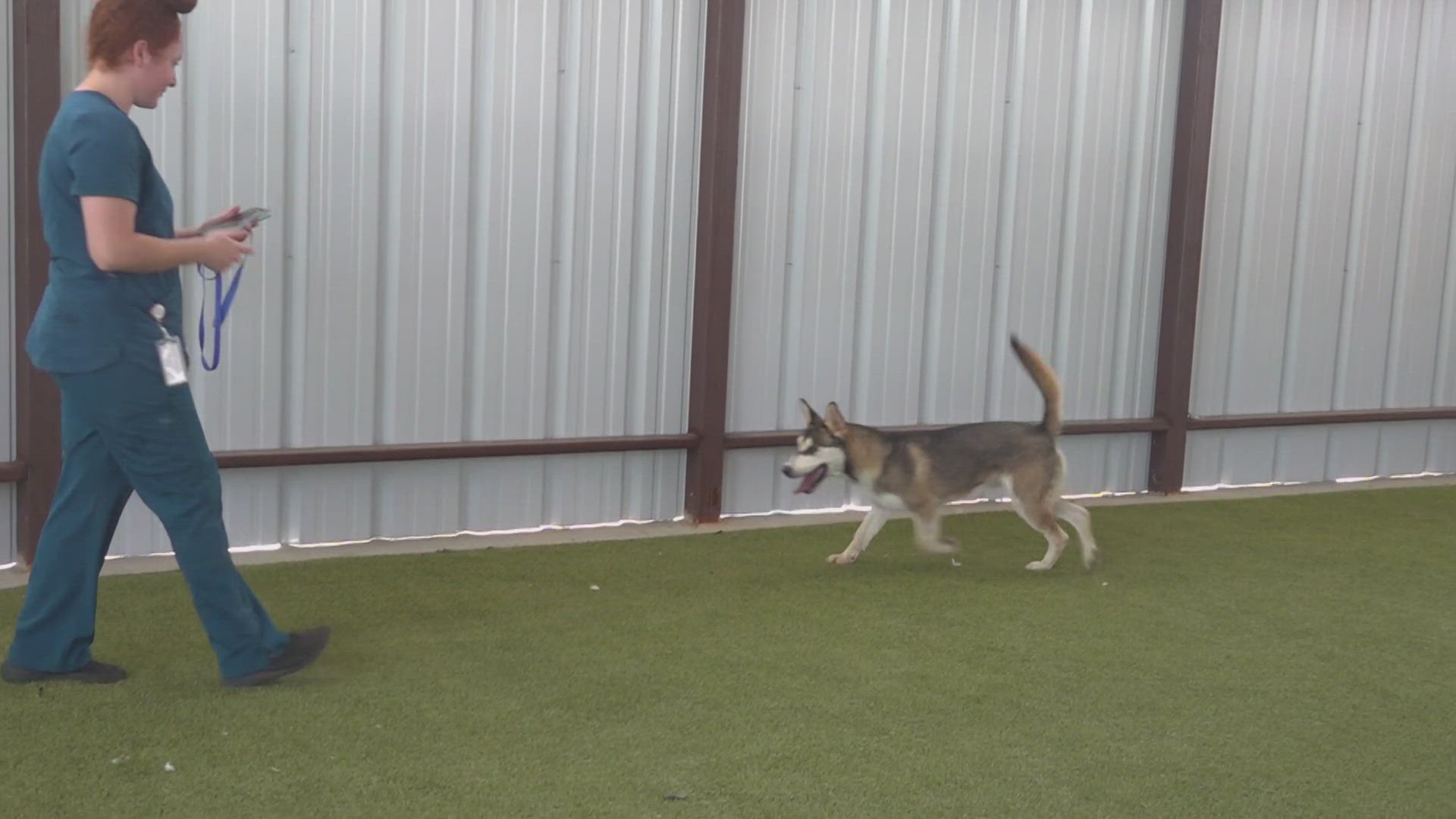 The shelter installed a covering over their playpen which will give dogs more time to exercise outside and a shaded area for meet and greets during adoptions.