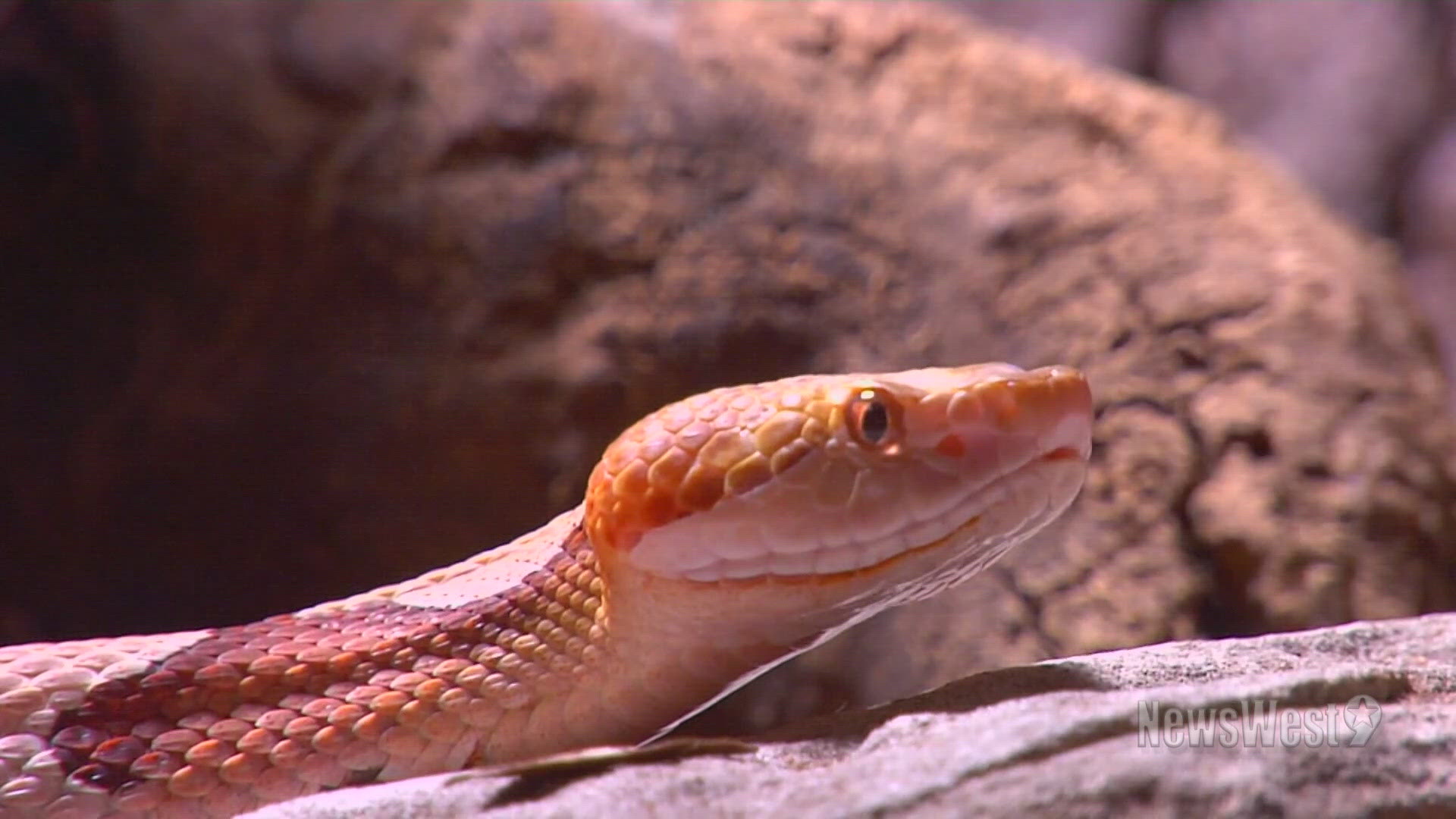 "Reptiles go through a period called brumation [...] they're going to need to build up their fat reserves so they can survive the winter," said a nature scientist.