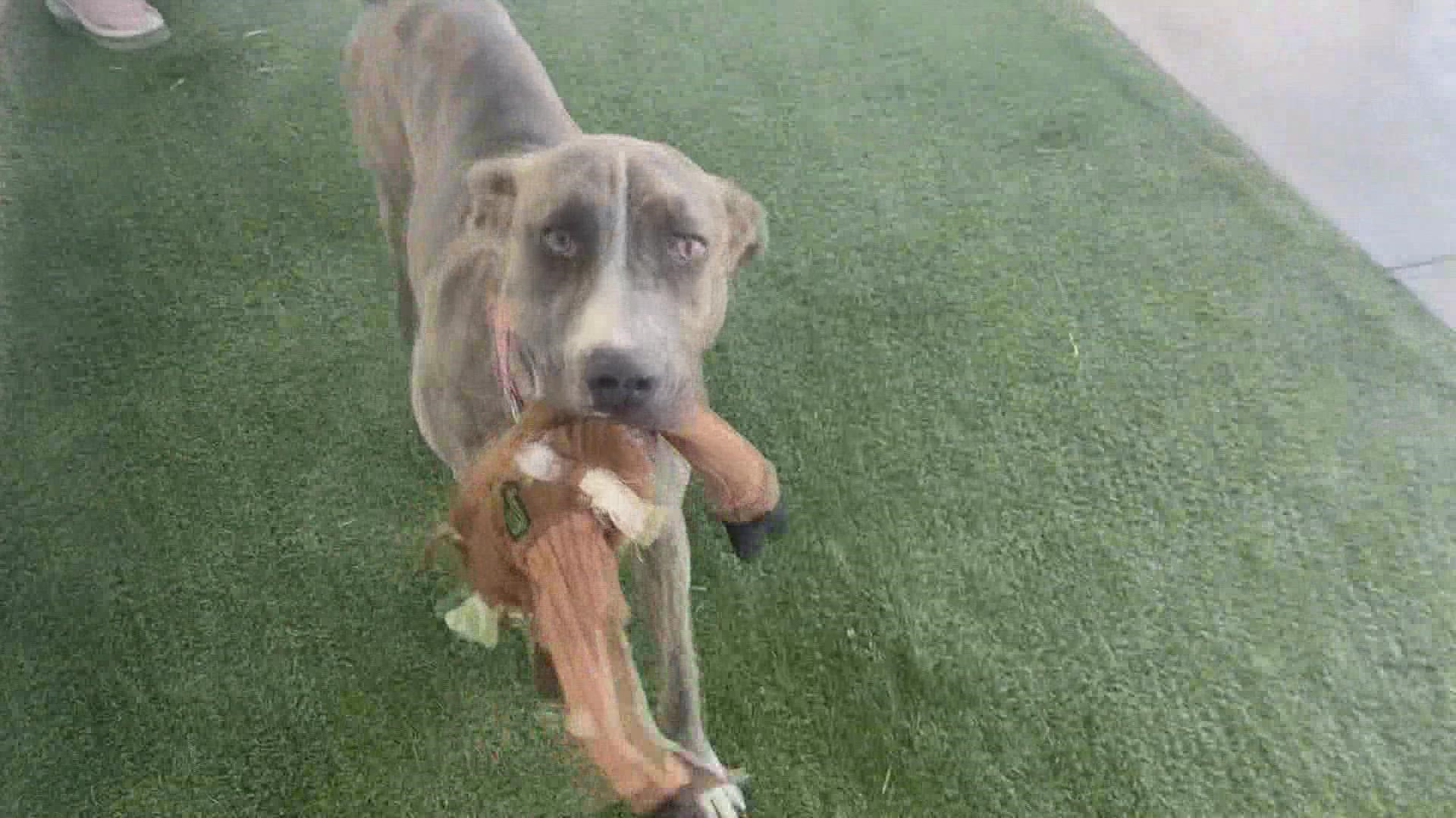 Nikki is an eight-month-old pitbull/terrier mix who has survived parvo twice.