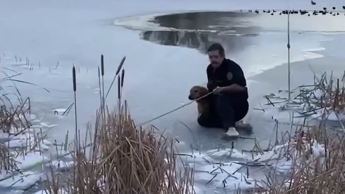 WATCH: Fire battalion chief rescues dog from half-frozen pond - Vimarsana News