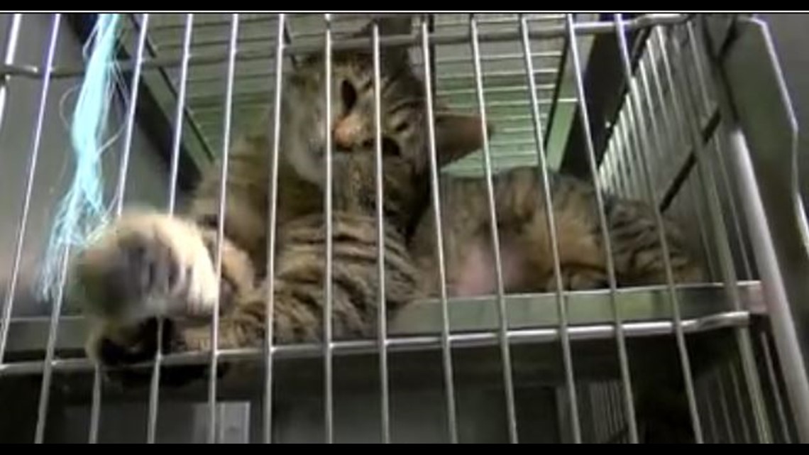 The Odessa Animal Shelter hosts their biggest adoption event