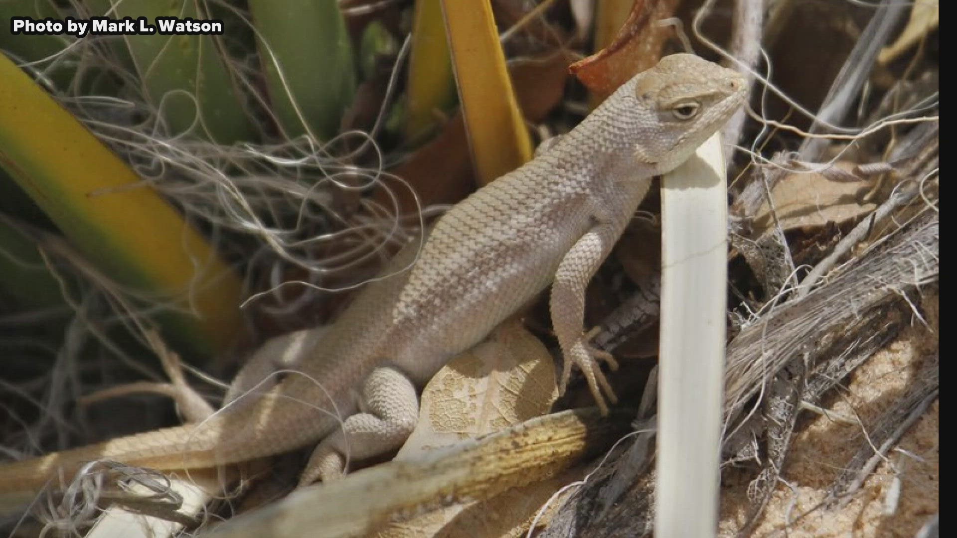 Pfluger said adding the lizard to the endangered species list has the potential to slow down the oil and gas industry.