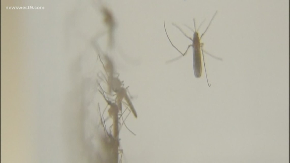 How to keep mosquitos away this summer - Vimarsana News