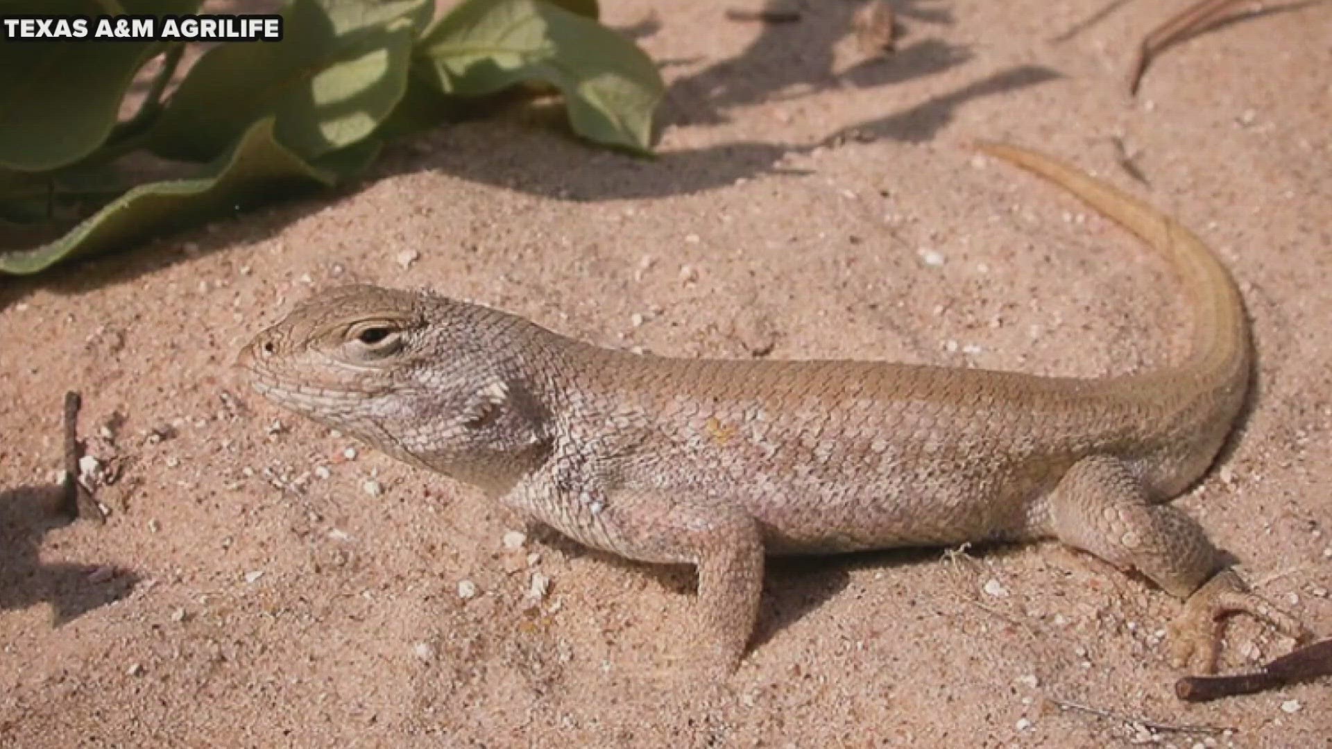 U.S. Senator Kevin Sparks wrote a letter to the director of U.S. Fish and Wildlife on why he opposes listing the lizard as endangered.