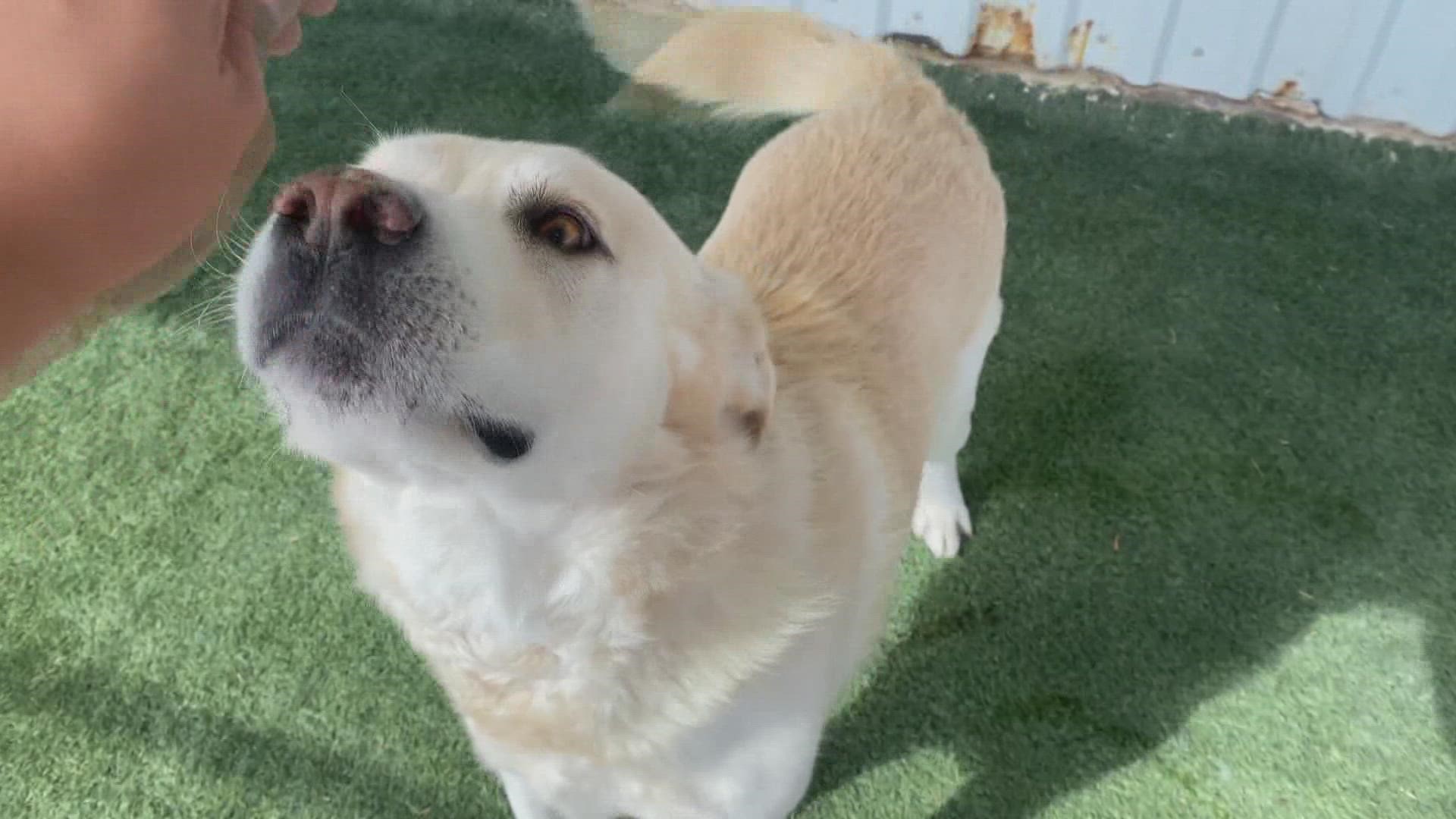 Marley is a six-year-old Great Pyrenees and lab mix who is very friendly.