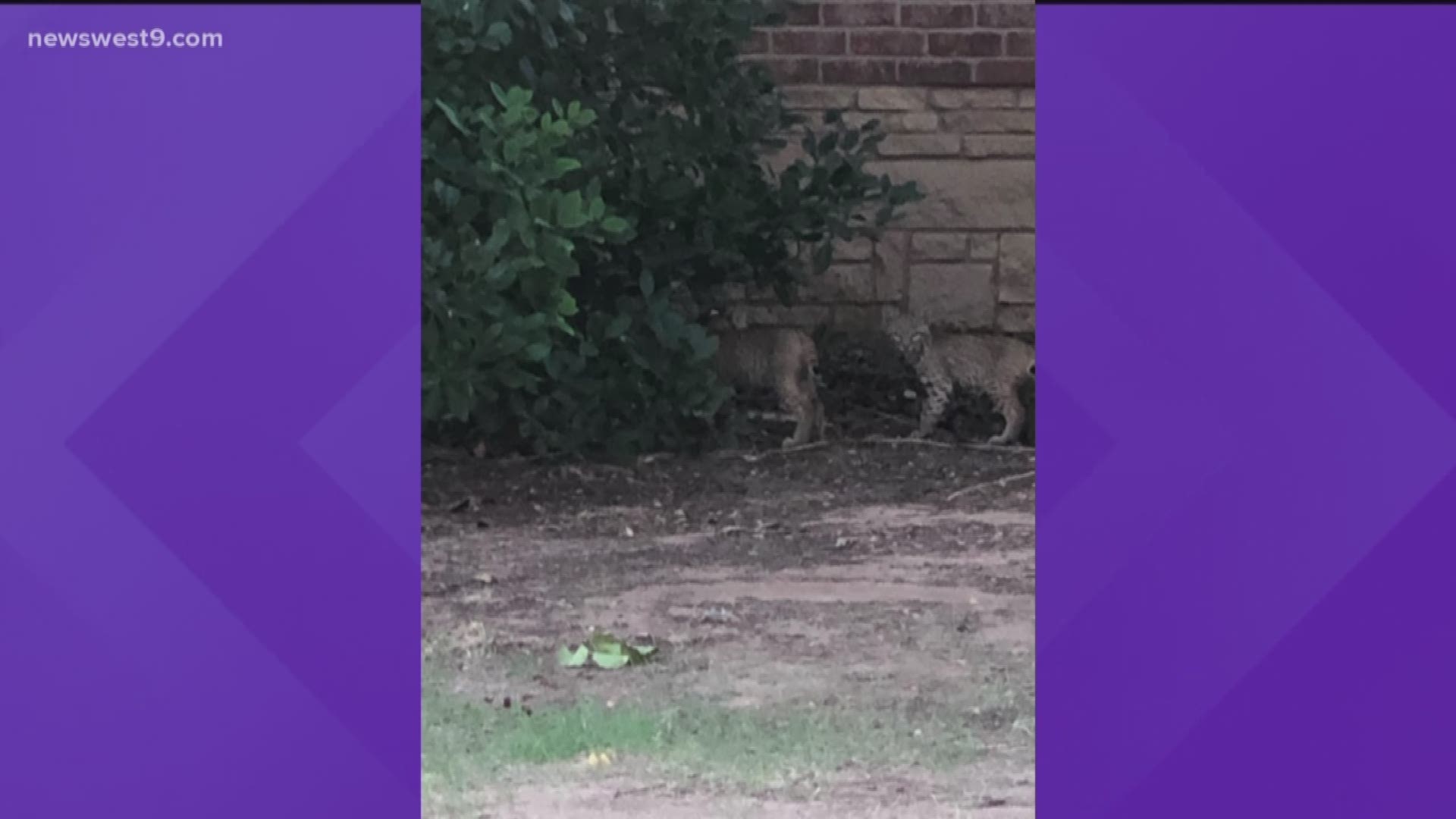 A bobcat family was spotted Wednesday in Grassland Estates near Nueva Vista Golf Course.