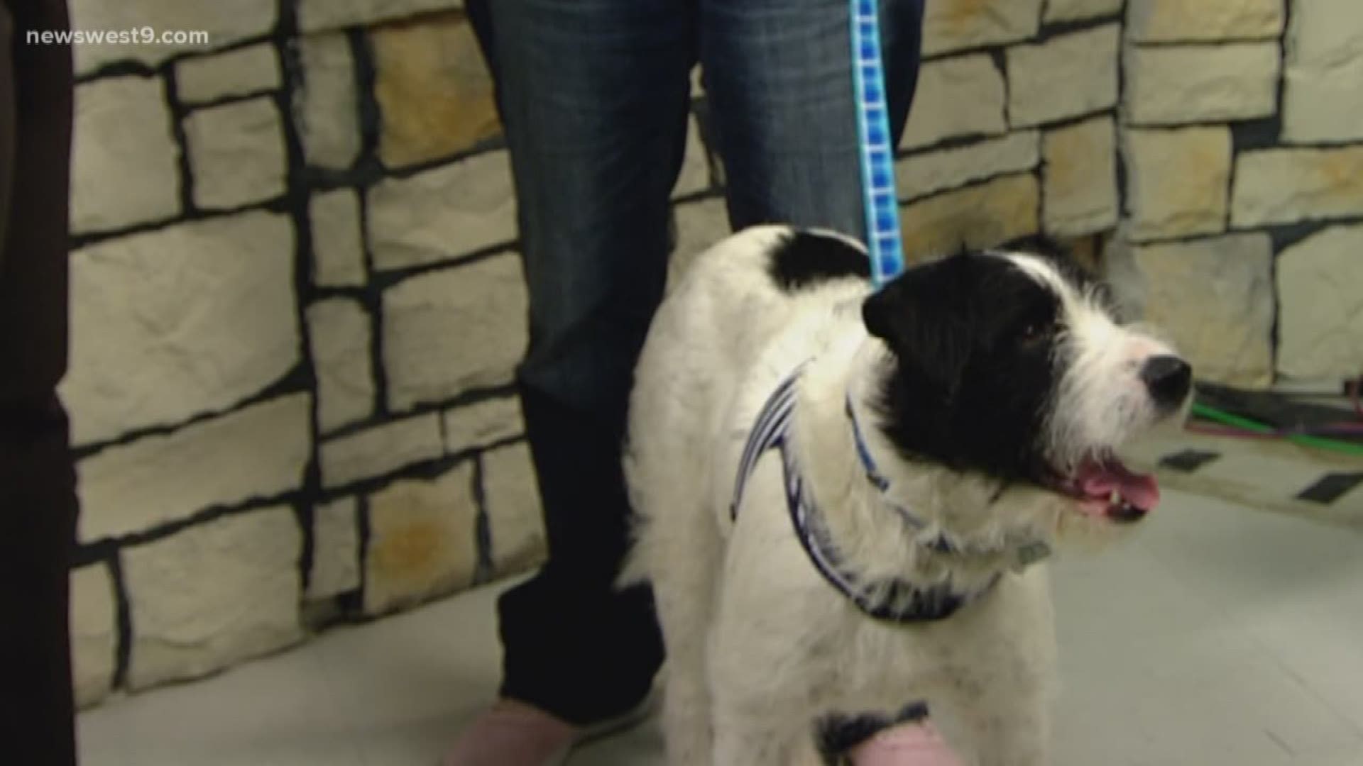 Meet Sarge, our Pet of the Week courtesy of the Midland Humane Coalition!
