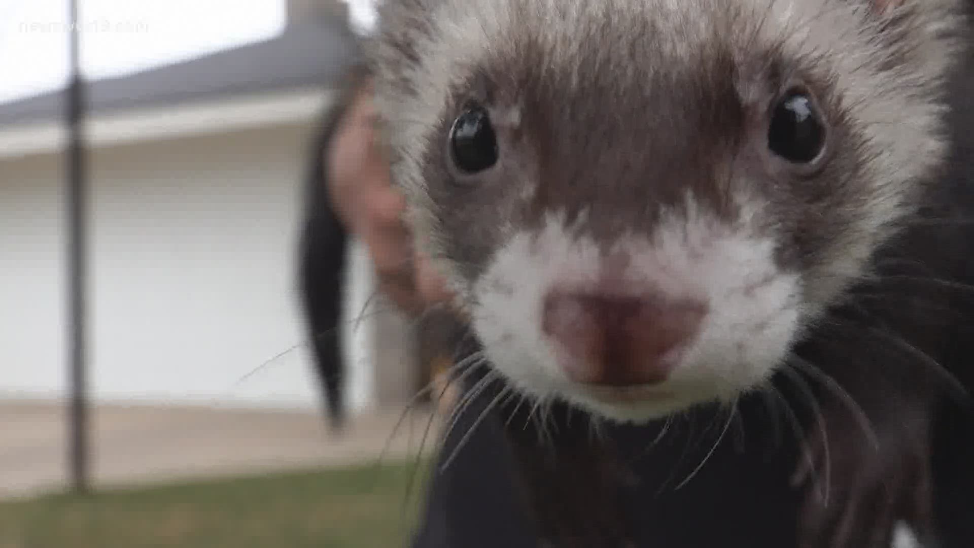 Turns out, lost ferrets are a common problem in the Basin. But this story has a happy ending.