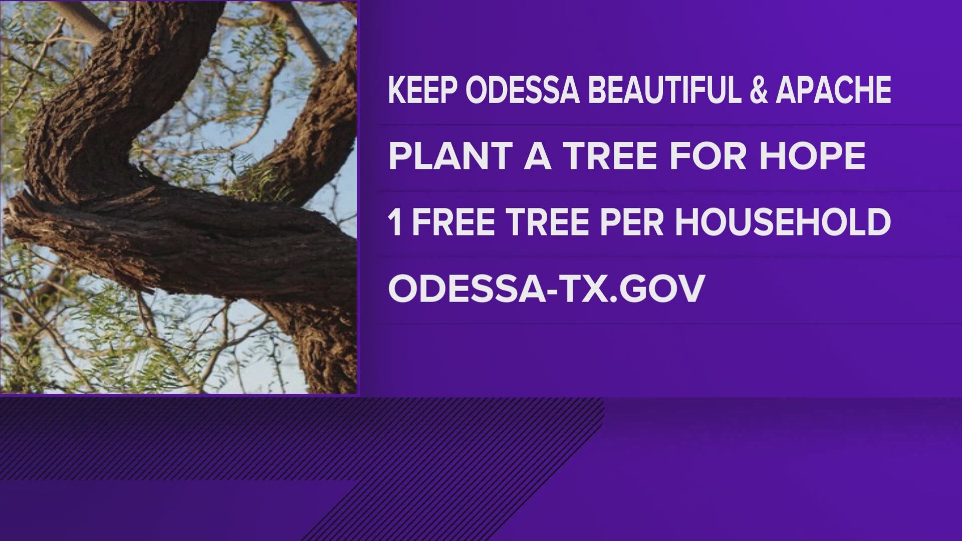 To receive a tree, apply on the City of Odessa website. Keep Odessa Beautiful will then contact you to arrange a pick-up time and location.