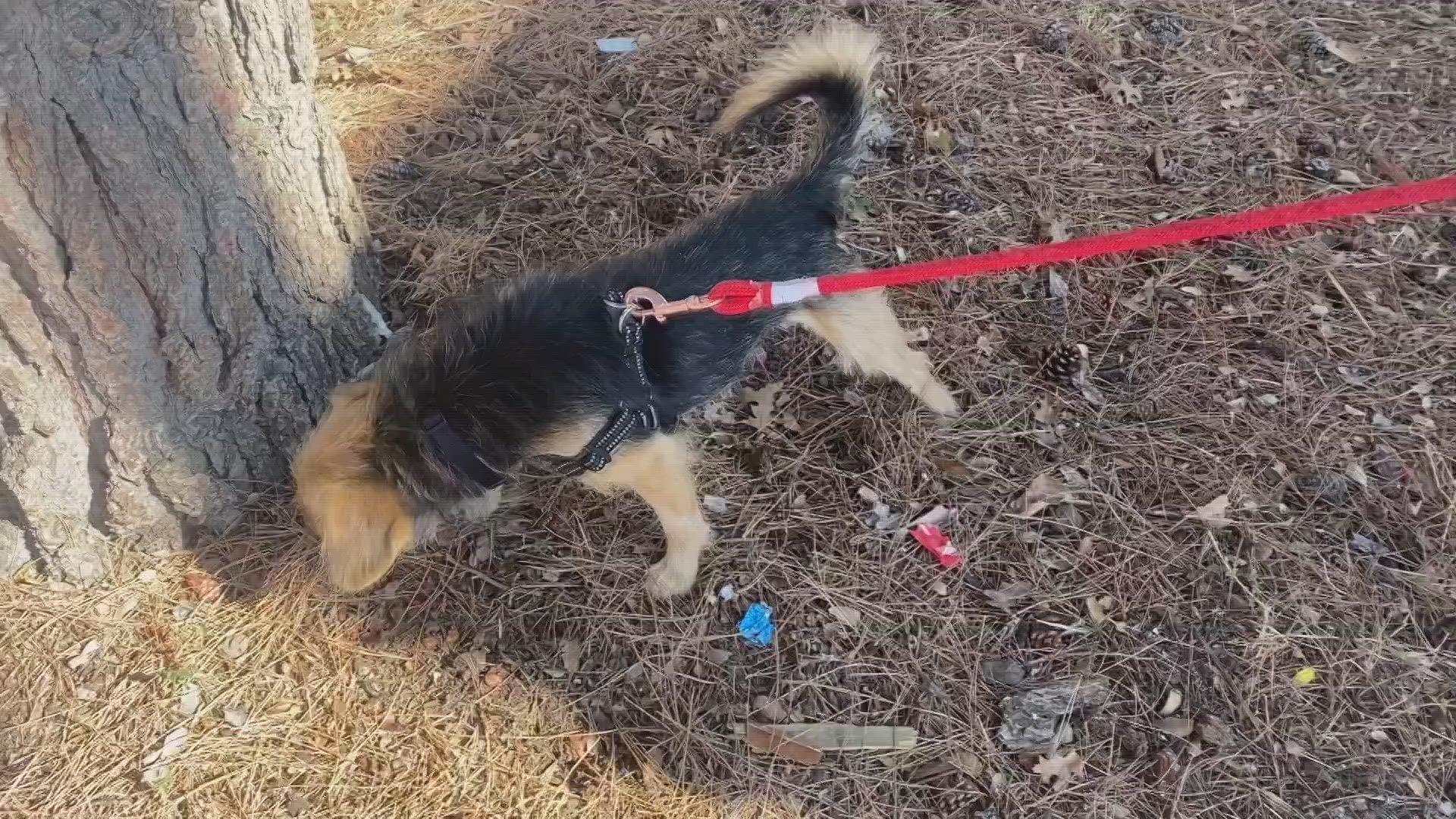 Freddie is a terrier mix who is around 10 years old, but don't let his age fool you as he is still very active.