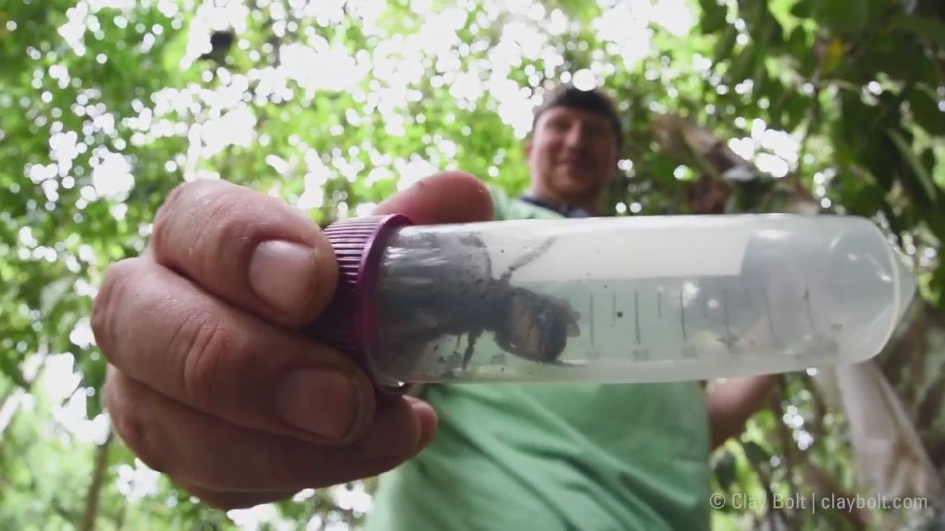 They found the 'holy grail' of bees and its terrifying